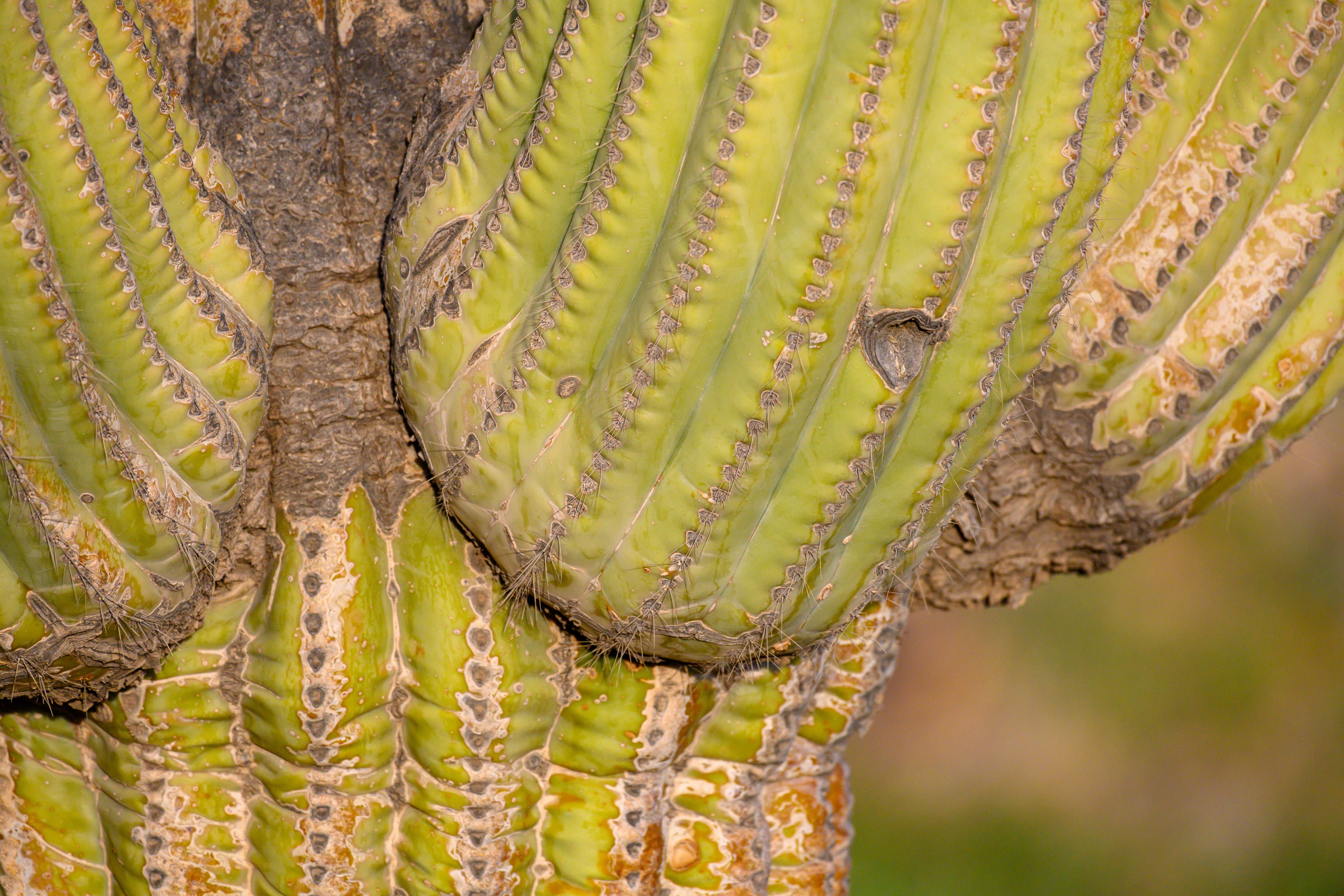 cactus, inflatable, growth, plant part, spiral, nature, blossom, united states, thistle, pattern, photo, pickle, animal wildlife, 8K, pollen, plant, close, HD Wallpaper