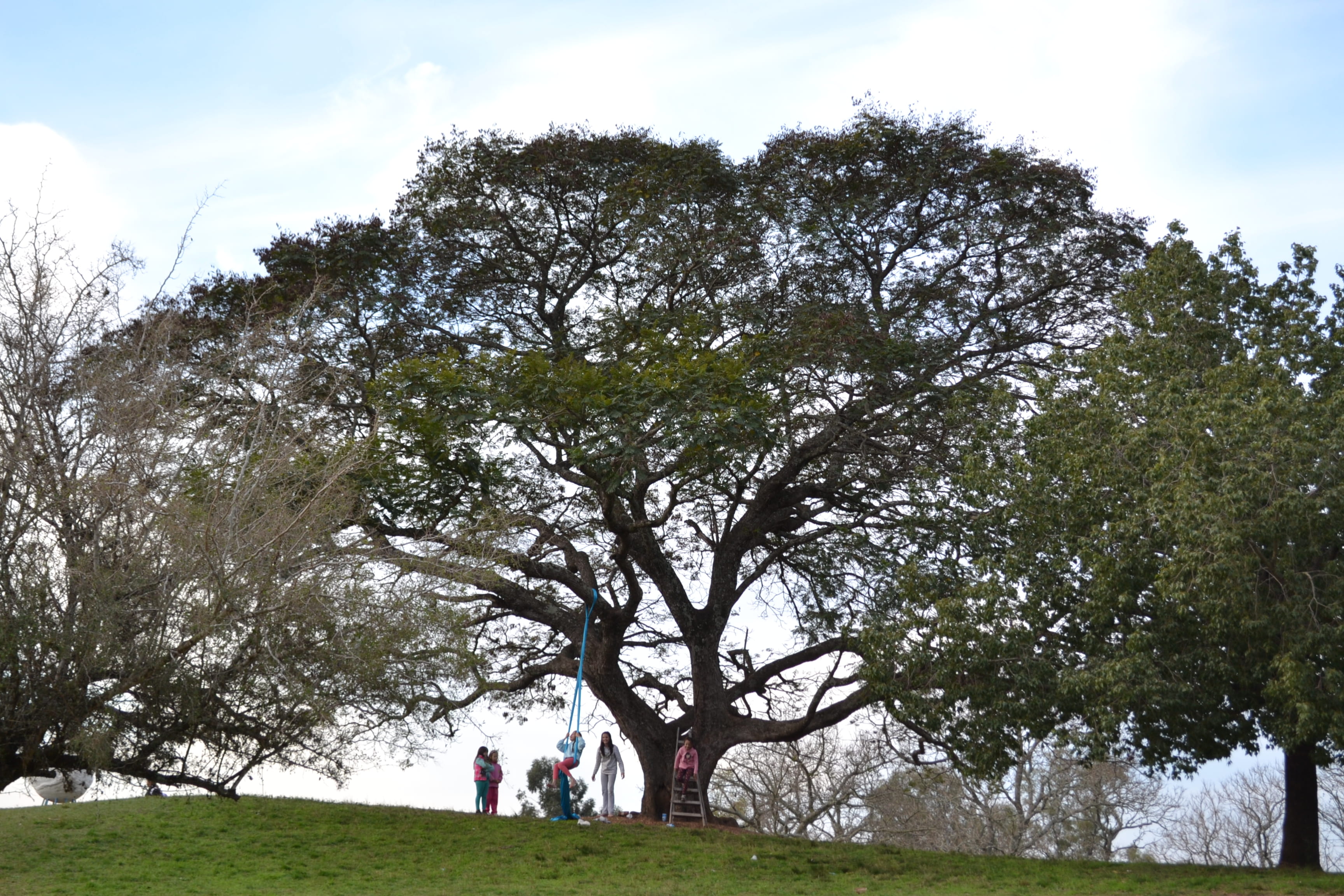 adult, outdoors, sky, group of people, 2K, concordia, day, tree, kids, big tree, real people, playing, argentina, lifestyles, nature, women, land, beauty in nature, HD Wallpaper