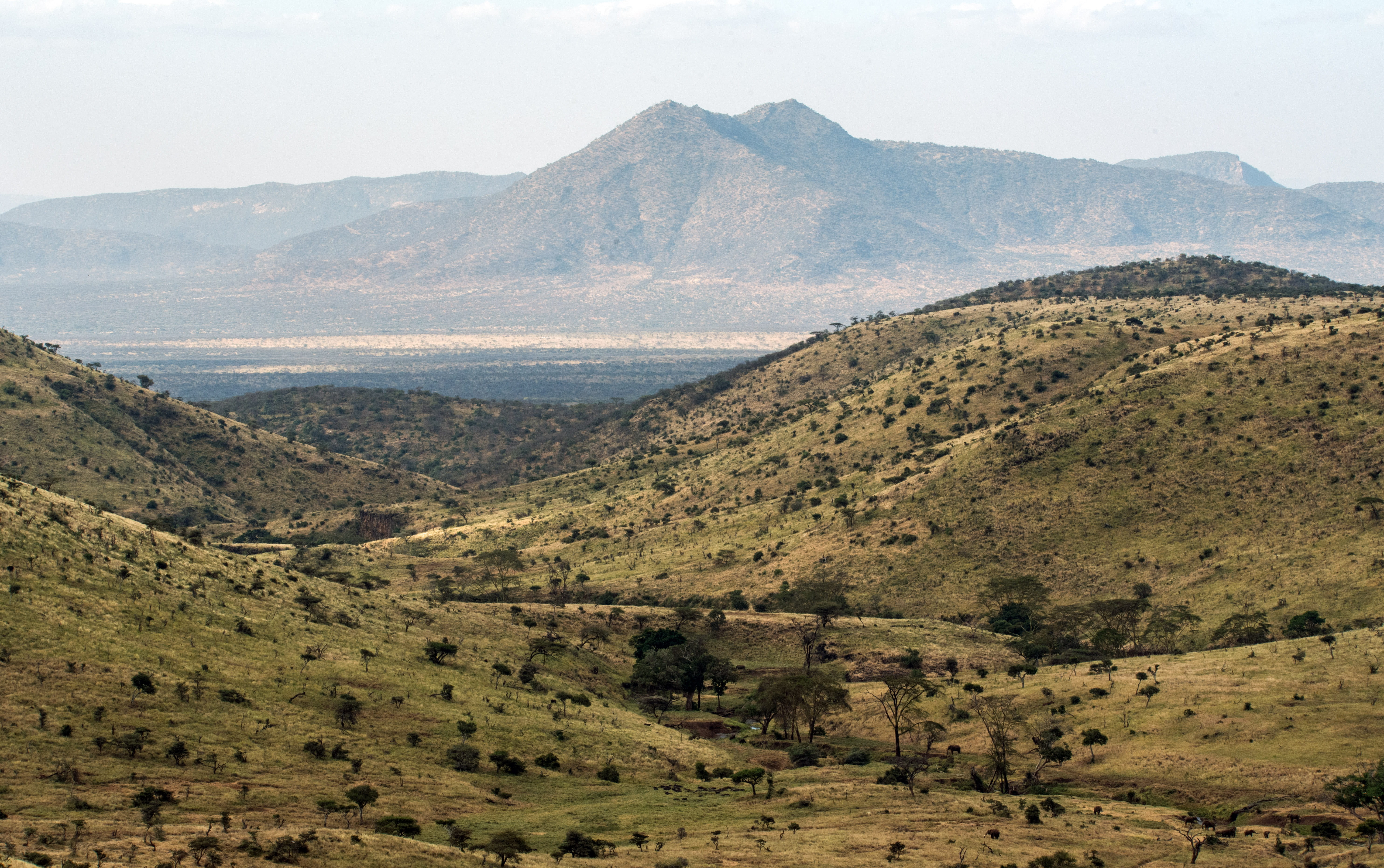 east africa, remote, samburu hills, africa, nature, tree, lewa conservancy, 5K, outdoors, african photo, tranquility, kenya, mountain, green color, land, HD Wallpaper