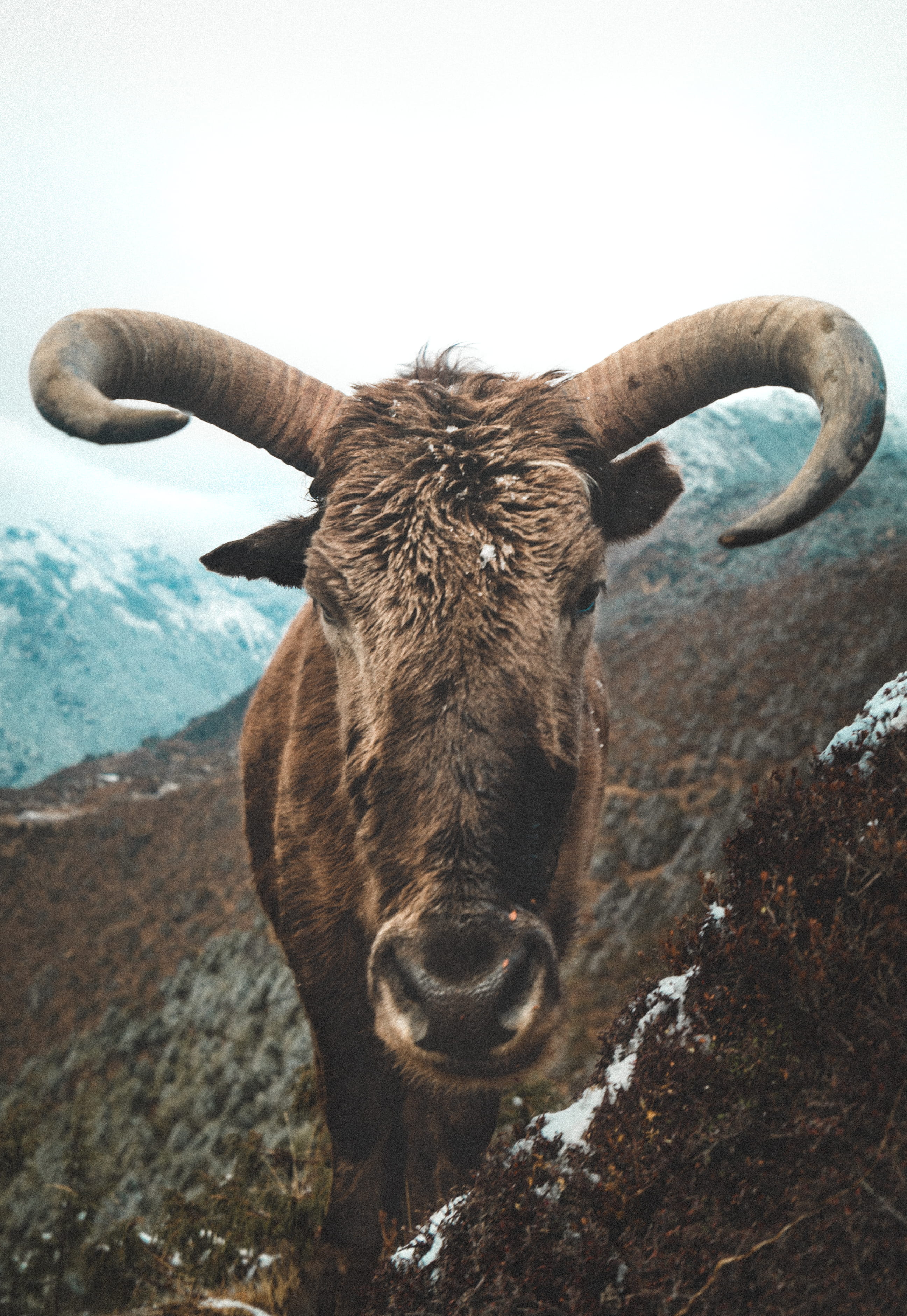 no people, one animal, looking at camera, animal, chaurikharka v.d.c., hiking, domestic, animal themes, vertebrate, mount everest, animal wildlife, nature, Phone HD Wallpaper