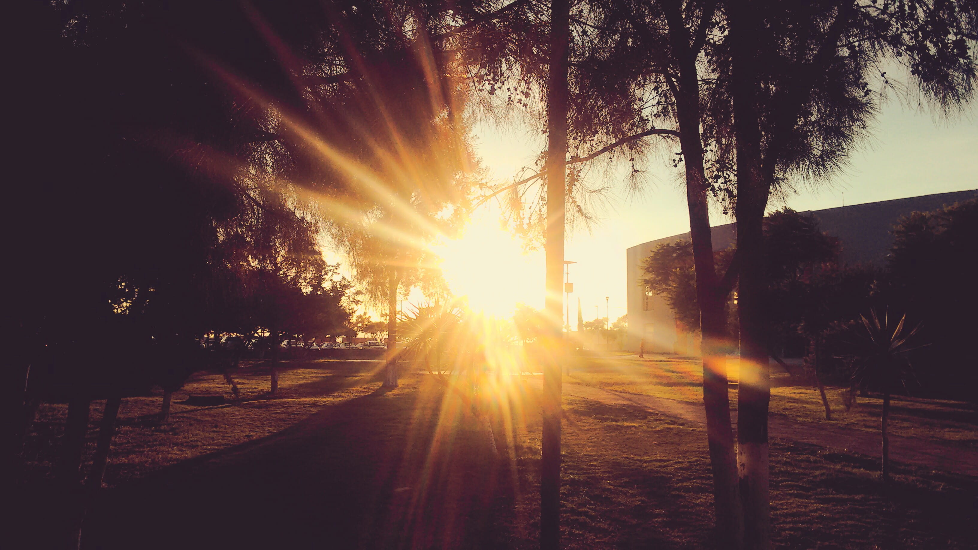 no people, tranquil scene, solar flare, nature, tranquility, road, tree, barrier, sunbeam, brightly lit, plant, 2K, beauty in nature, sun, sunlight, streaming, HD Wallpaper