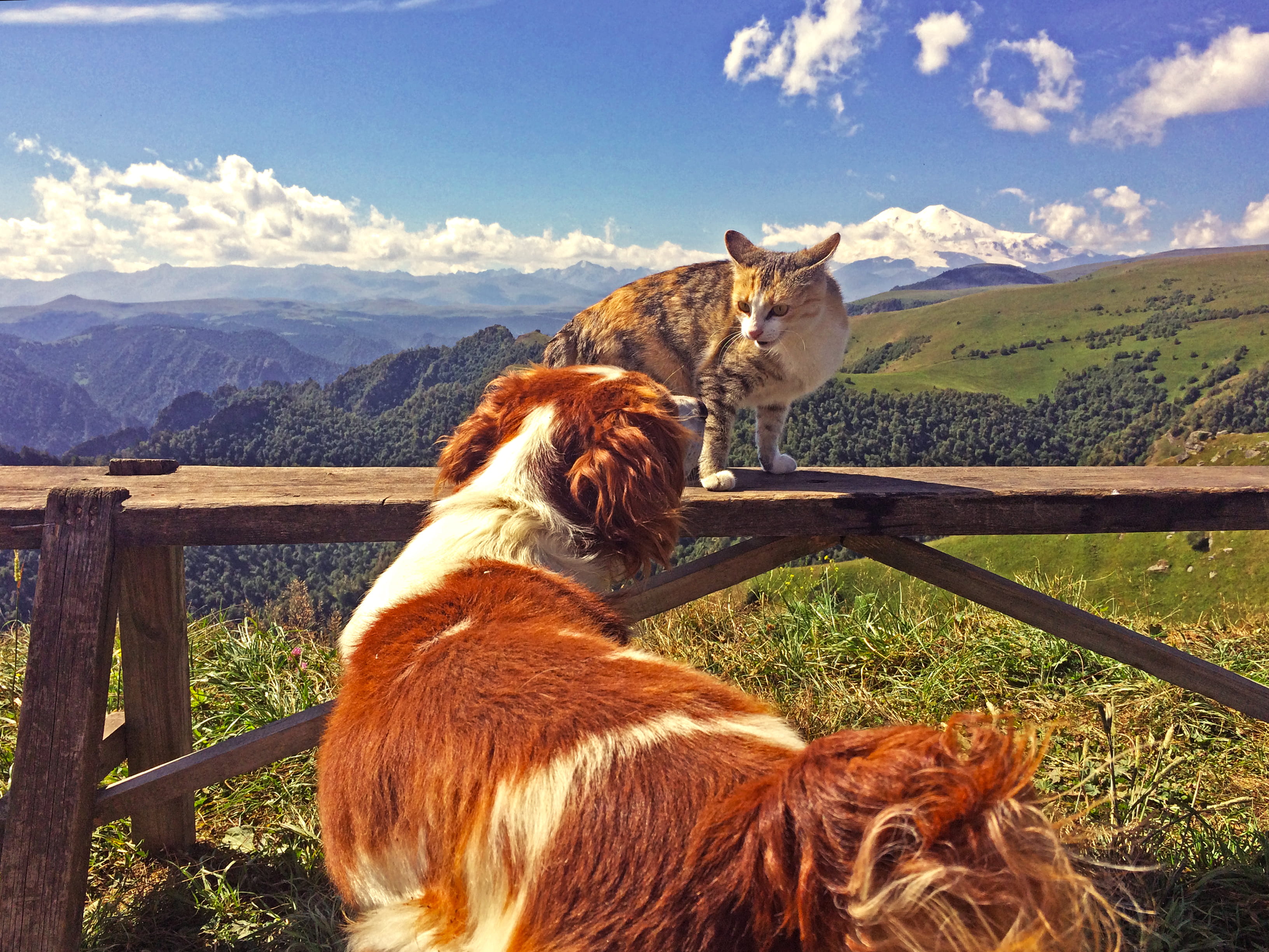 mountain, day, cloud - sky, one animal, kislovodsk, pets, animal head, herbivorous, mountain range, vertebrate, animal themes, domestic animals, environment, HD Wallpaper