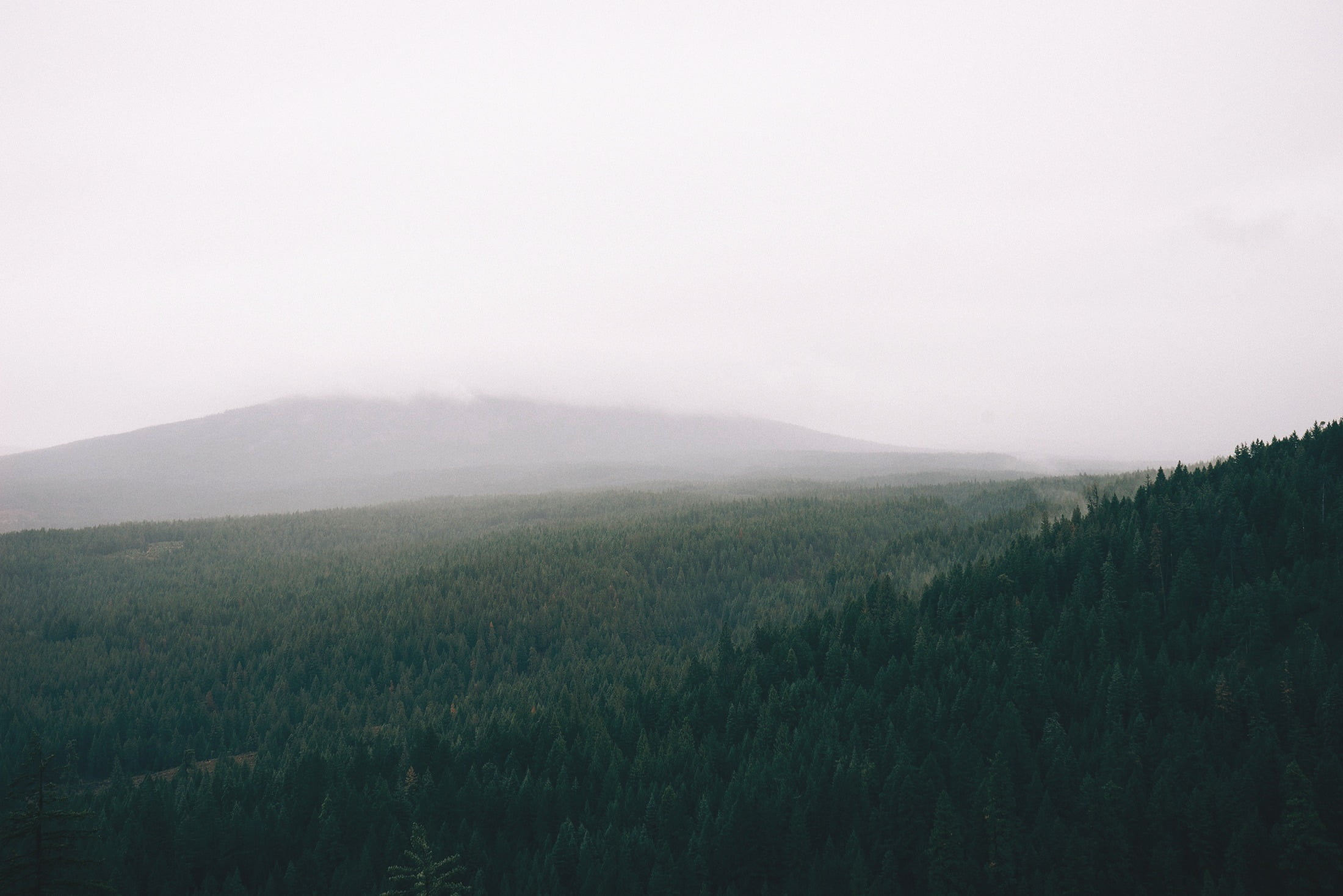 day, forest, copy space, outdoors, tranquility, landscape, sky, mist, far view, tranquil scene, non-urban scene, scenics - nature, growth, tree, environment, HD Wallpaper