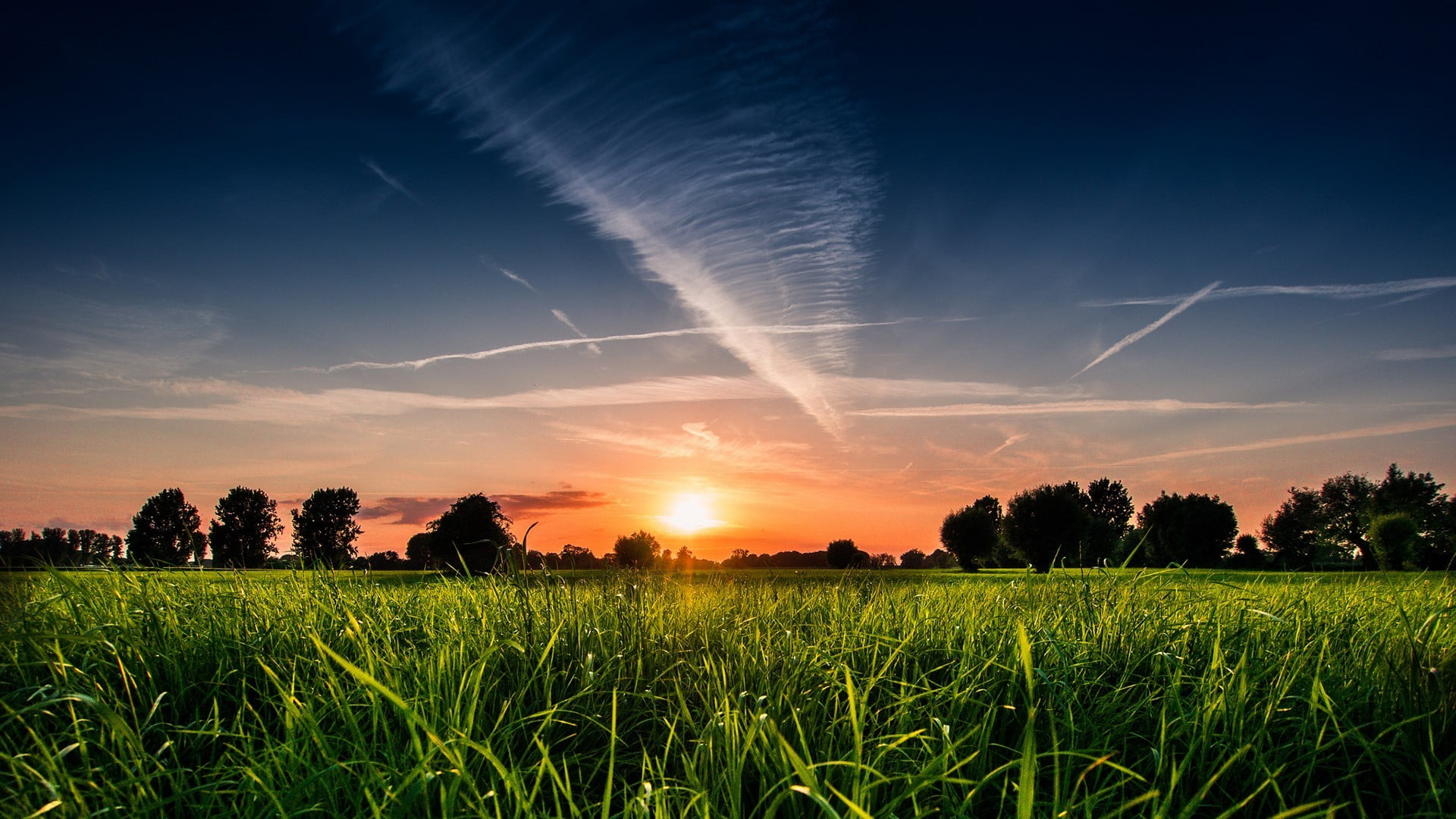 near, cereal plant, rural scene, plant, trees, sky, beauty in nature, no people, outdoors, water, silhouette, scenics - nature, 1080P, tranquil scene, HD Wallpaper
