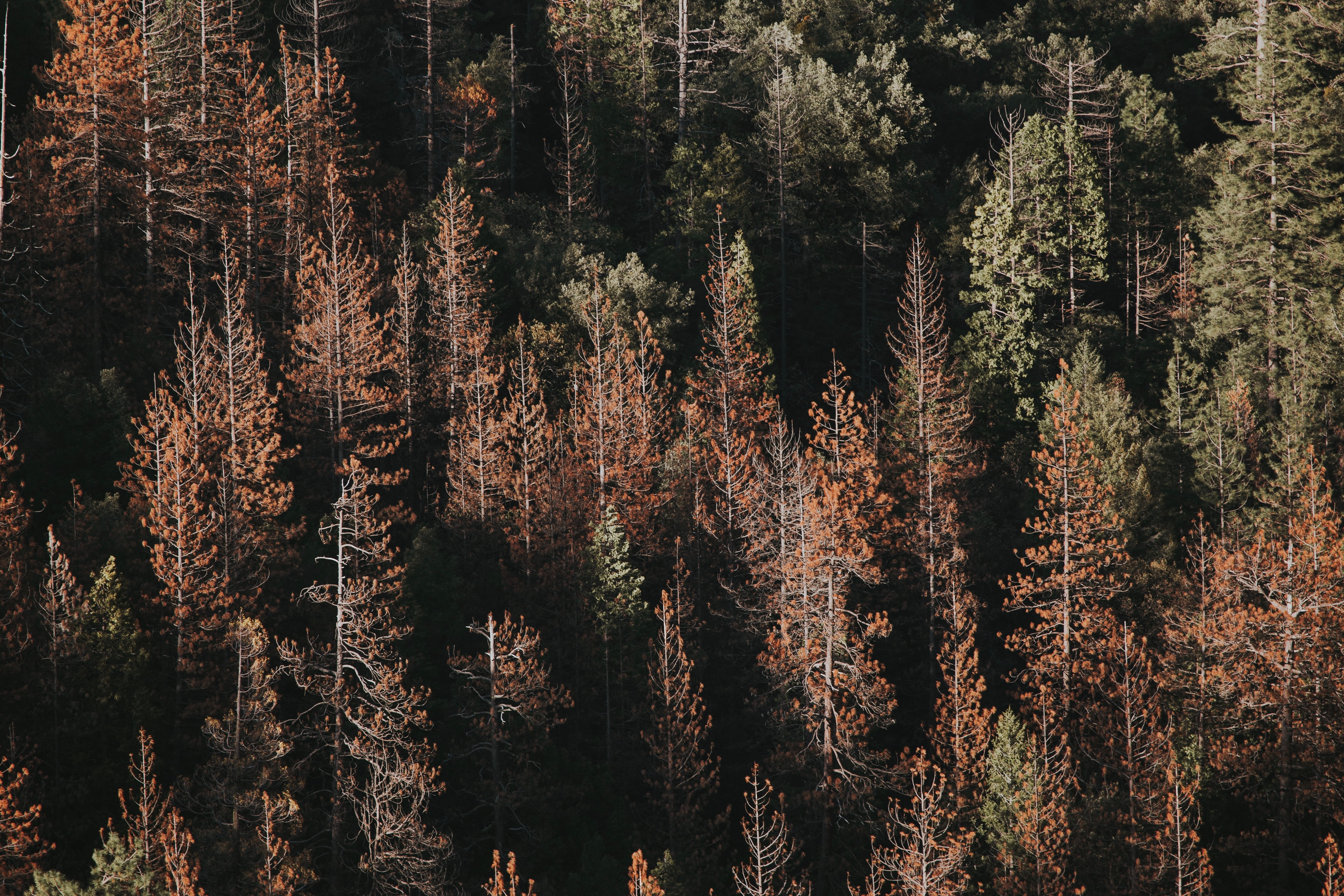 beauty in nature, leafed, pine trees, USA, green color, woodland, day, abundance, evergreen tree, scenics - nature, 5K, coniferous tree, tranquility, tranquil scene, HD Wallpaper