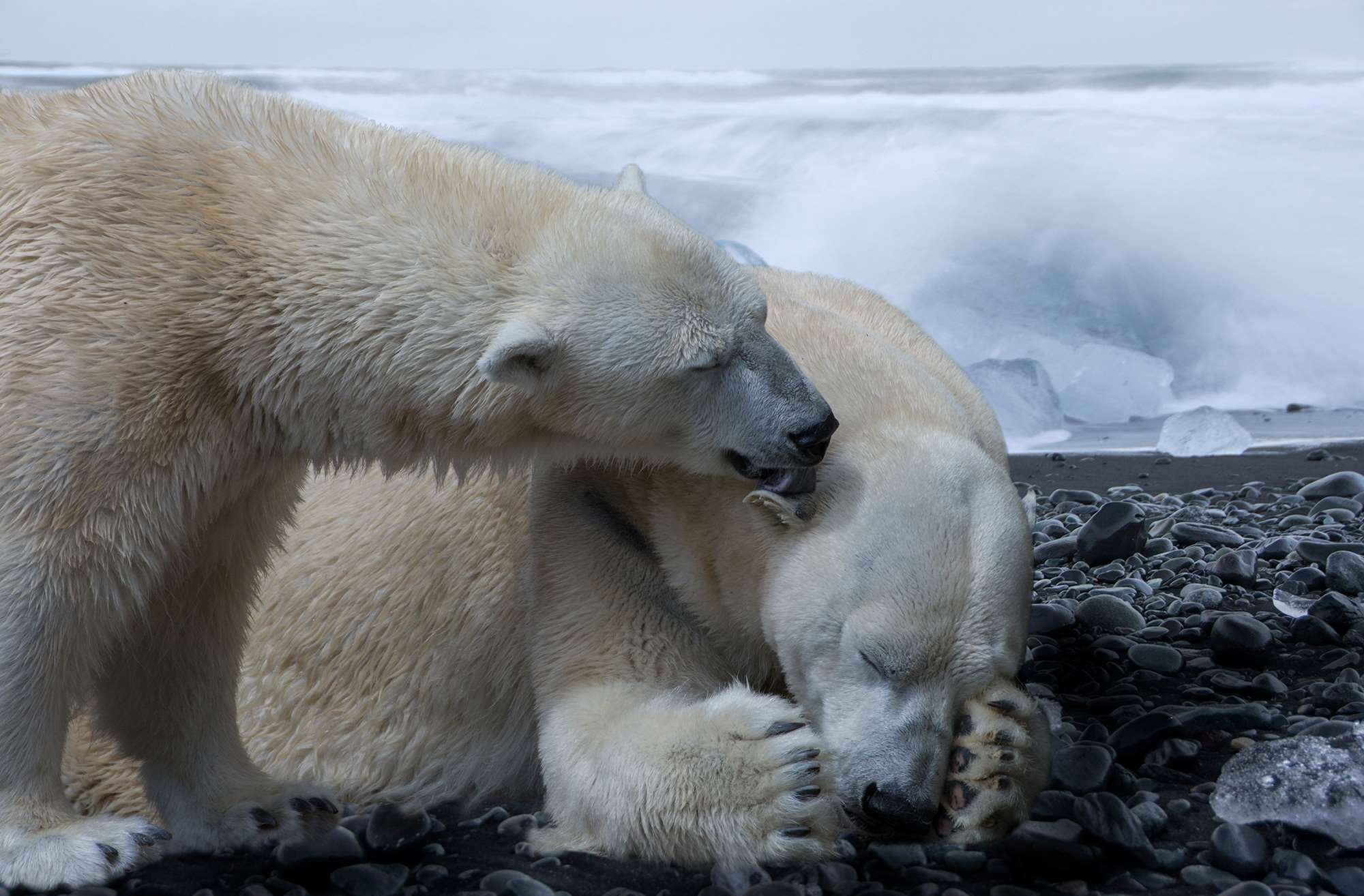 snow, animal themes, group of animals, climate protection, climate warming, solid, nature, 1080P, animal wildlife, rock, composing, polar bear, winter, HD Wallpaper