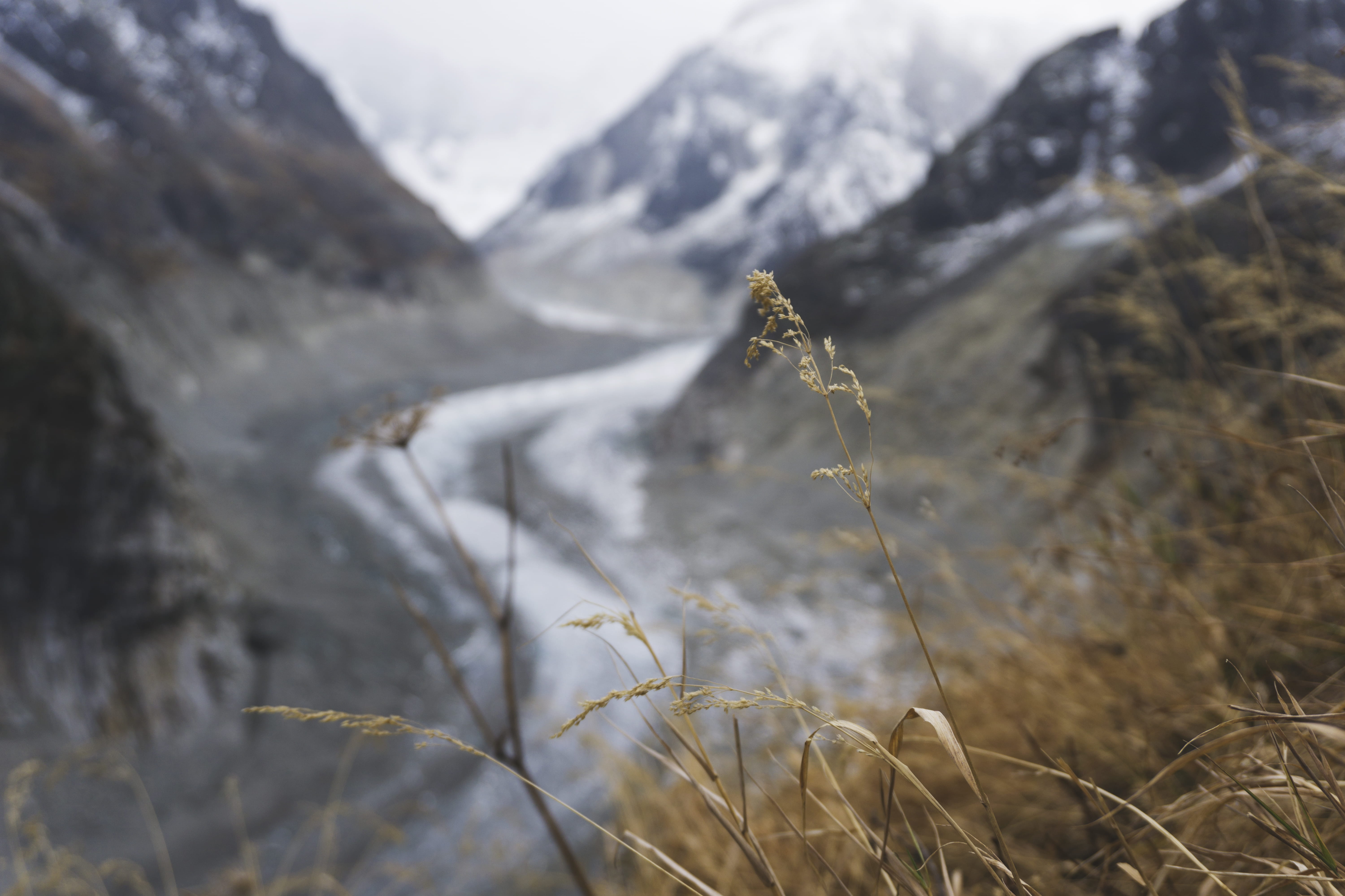 cold temperature, macro, day, mountain peak, snow, grass, scenics - nature, glacier, mountain, france, environment, mer de glace, growth, french, nature, HD Wallpaper