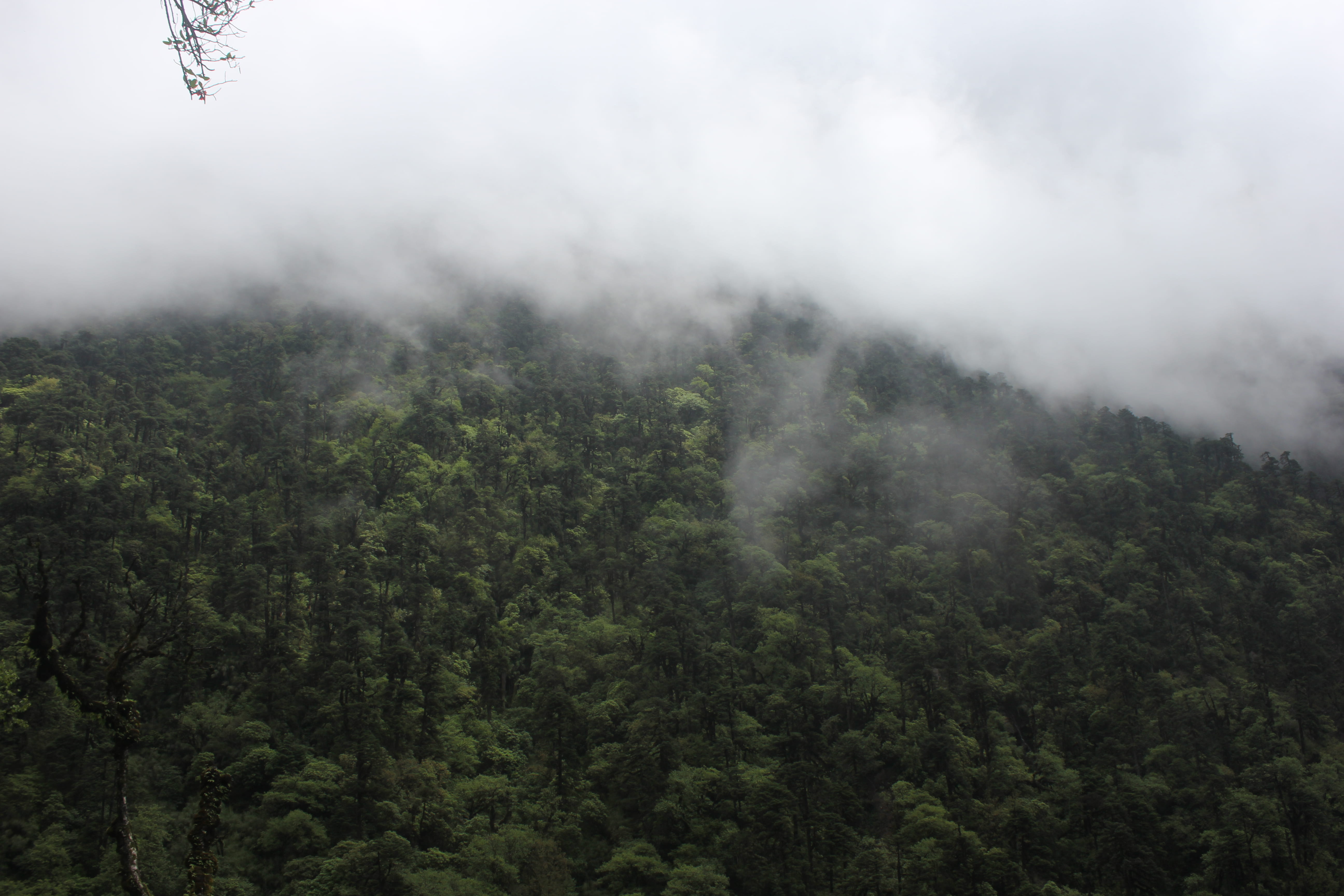 fog, mountain, land, forest, woodland, nature, growth, non-urban scene, 5K, green color, sky, no people, environment, makalu, tranquility, outdoors, beauty in nature, HD Wallpaper
