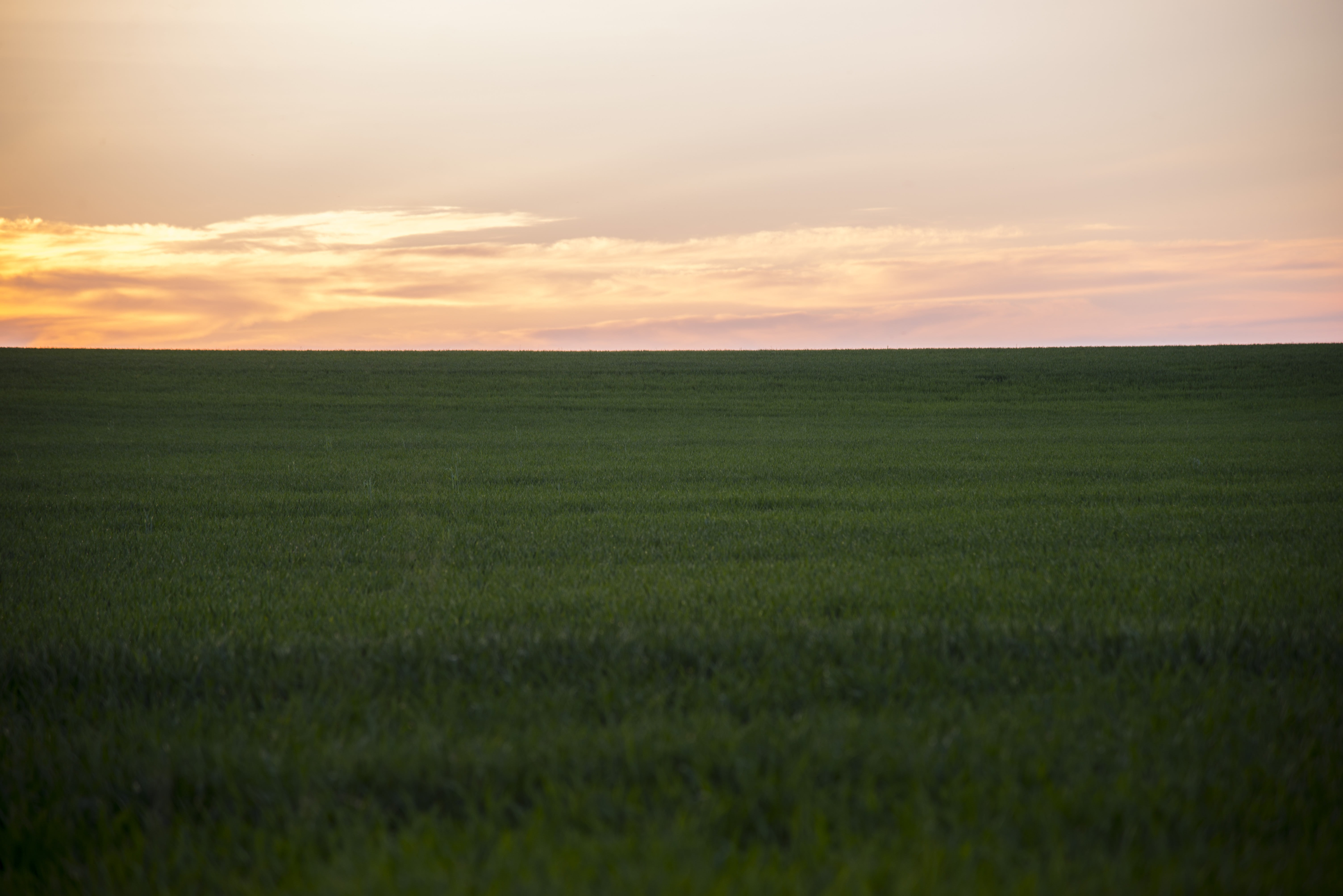 clouds, growth, pasture, stratus, plant, scenics, meadow, horizon, green color, landscape, tranquil scene, sky, sunset, beauty in nature, tranquility, grass, HD Wallpaper