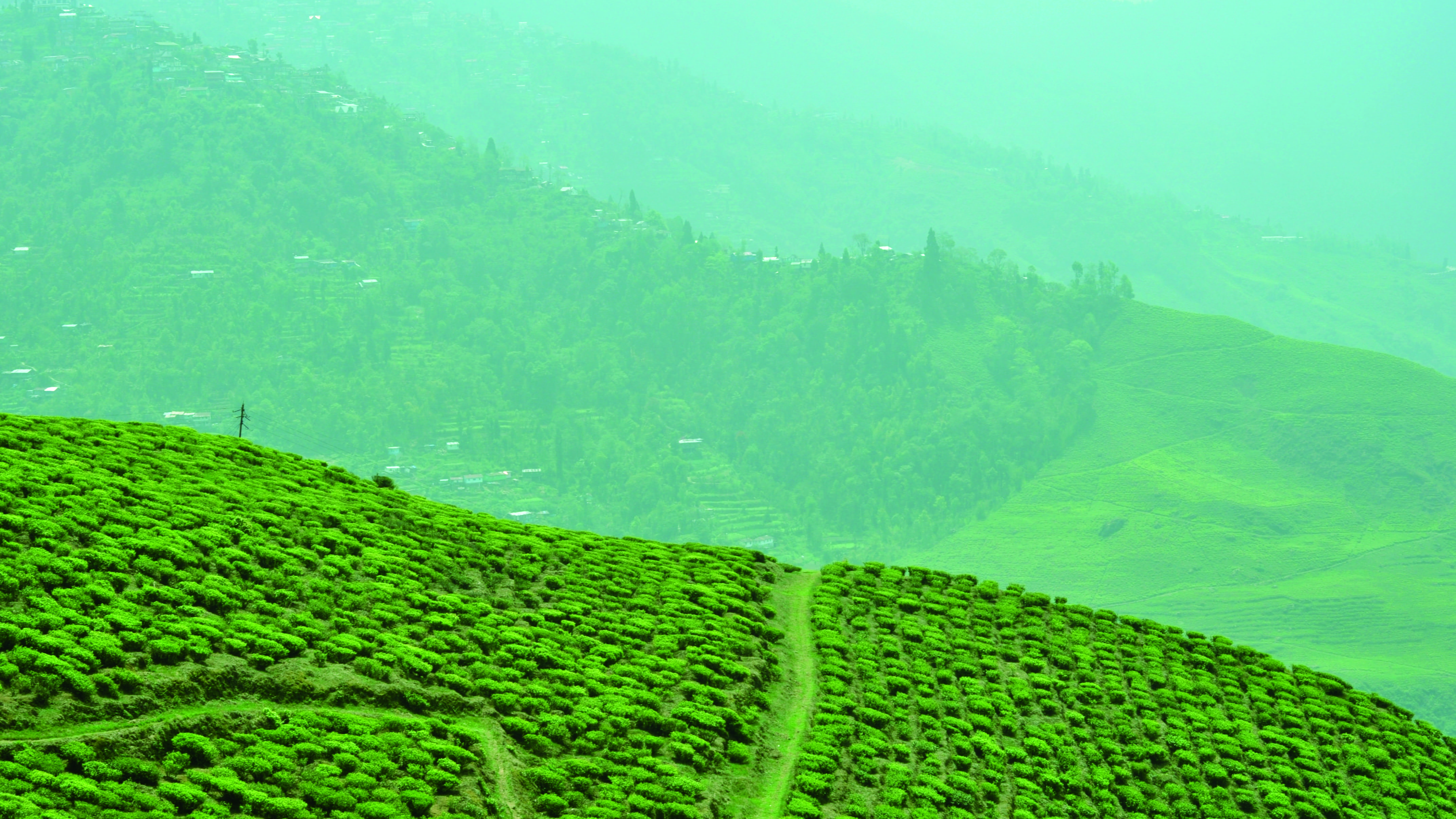 darjeering, scenics - nature, tranquil scene, 4K, beauty in nature, darjeeling, outdoors, green, nature, field, lush foliage, environment, plant, rural scene, HD Wallpaper