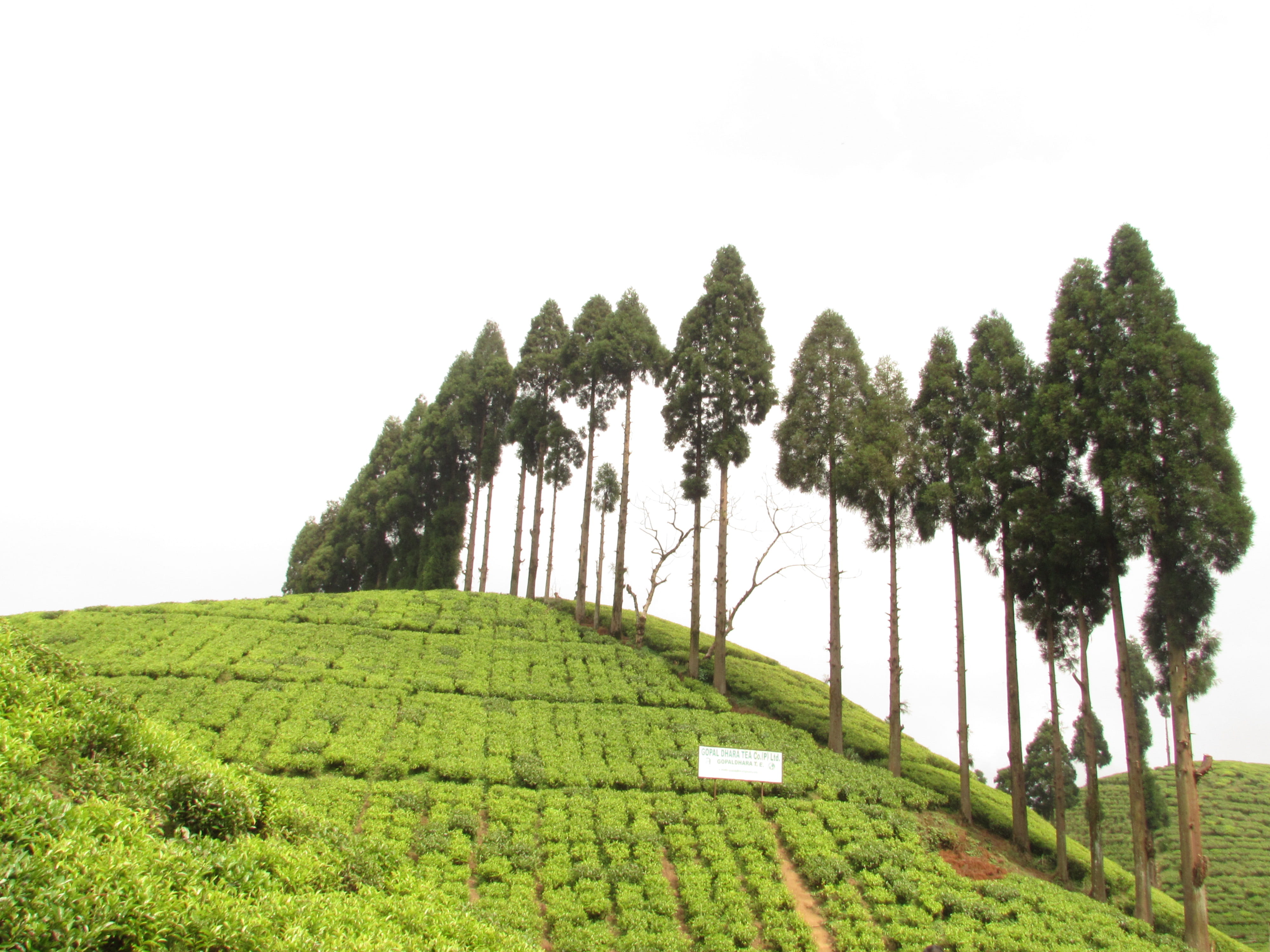 india, tranquil scene, green color, growth, copy space, scenics - nature, clear sky, tree, sky, landscape, agriculture, plantation, field, darjeeling, plant, HD Wallpaper
