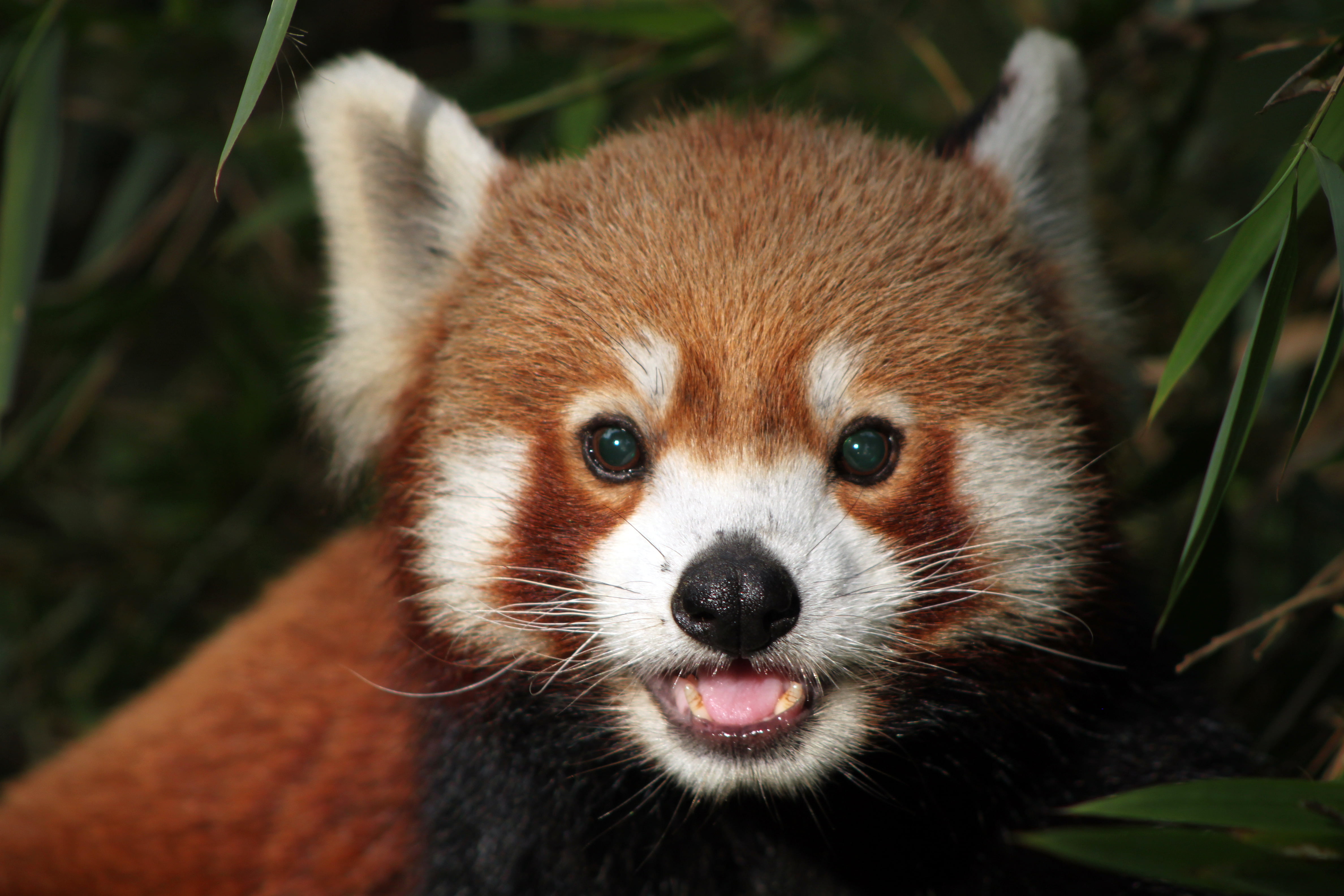cute, 4K, India, nature, forest, mammal, Red Panda, closeup, panda, bear, endangered Species, panda - Animal, wildlife, Darjeeling, animal, red, photo, HD Wallpaper