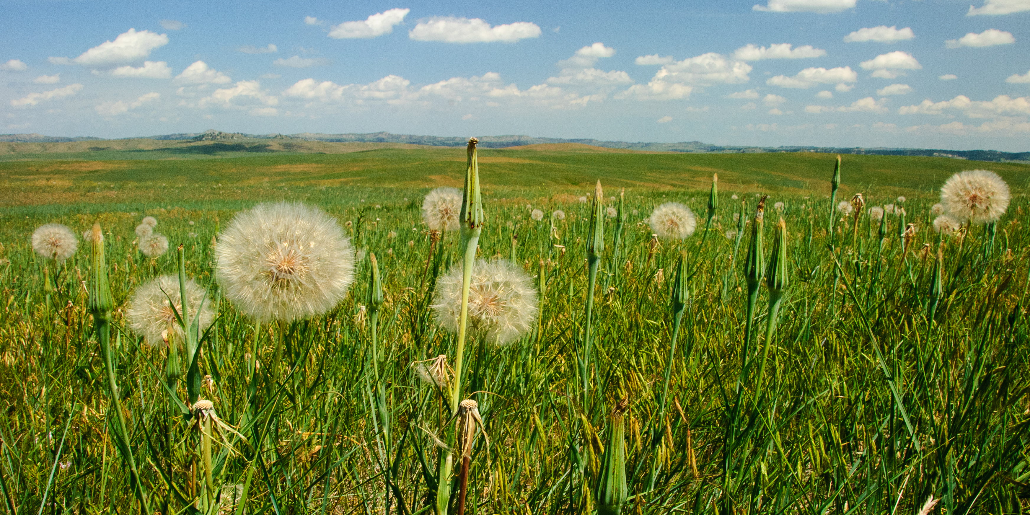 Prairie, plants, grass, photo, 2K, plant, meadow, flower, summer, dandelions, field, landscape, rural Scene, Montana, close, dandelio, sky, nature, outdoors, HD Wallpaper