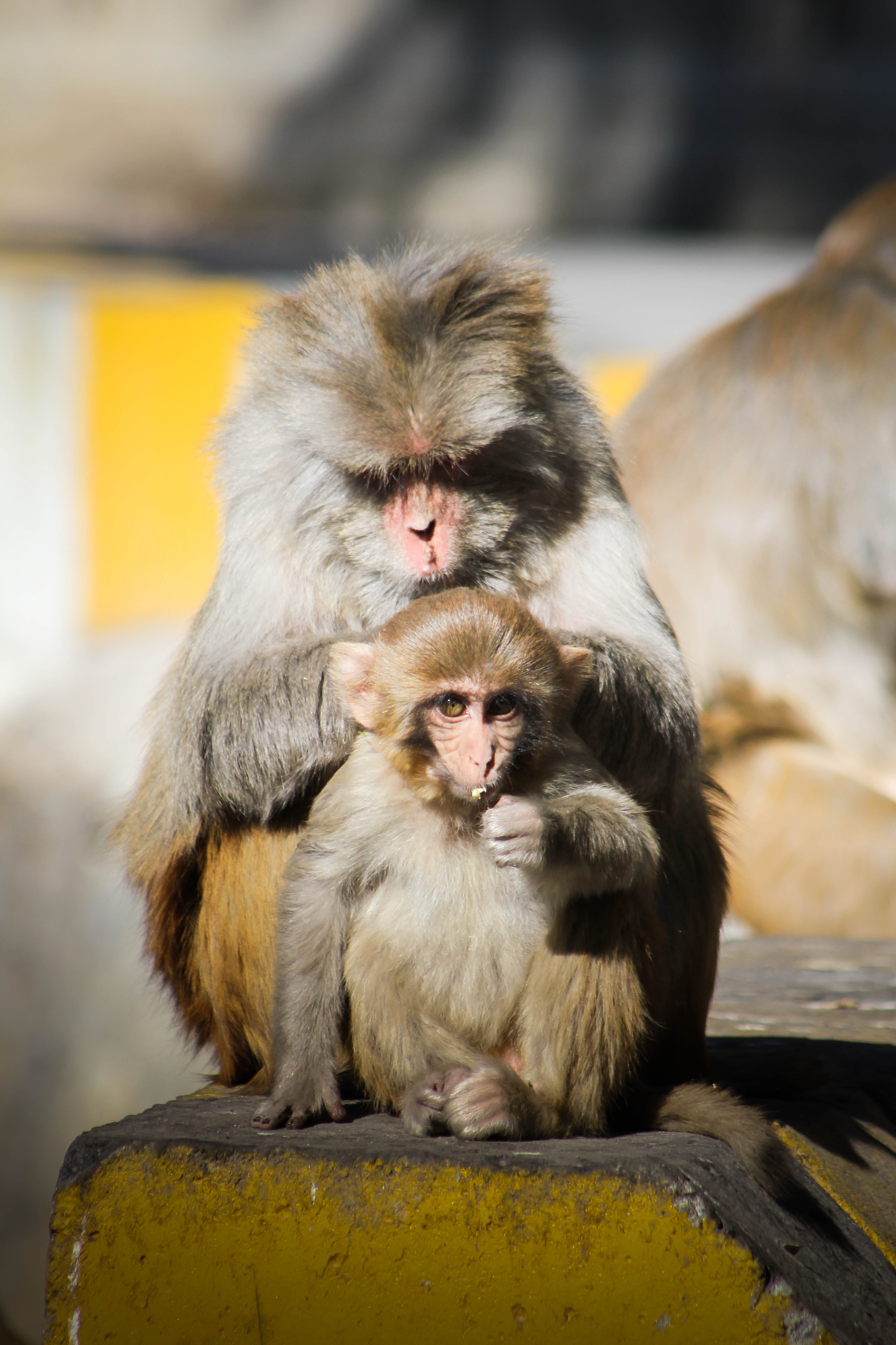 outdoors, primate, group of animals, animal family, care, 5K, day, two animals, animal wildlife, focus on foreground, animals in the wild, young animal, Phone HD Wallpaper