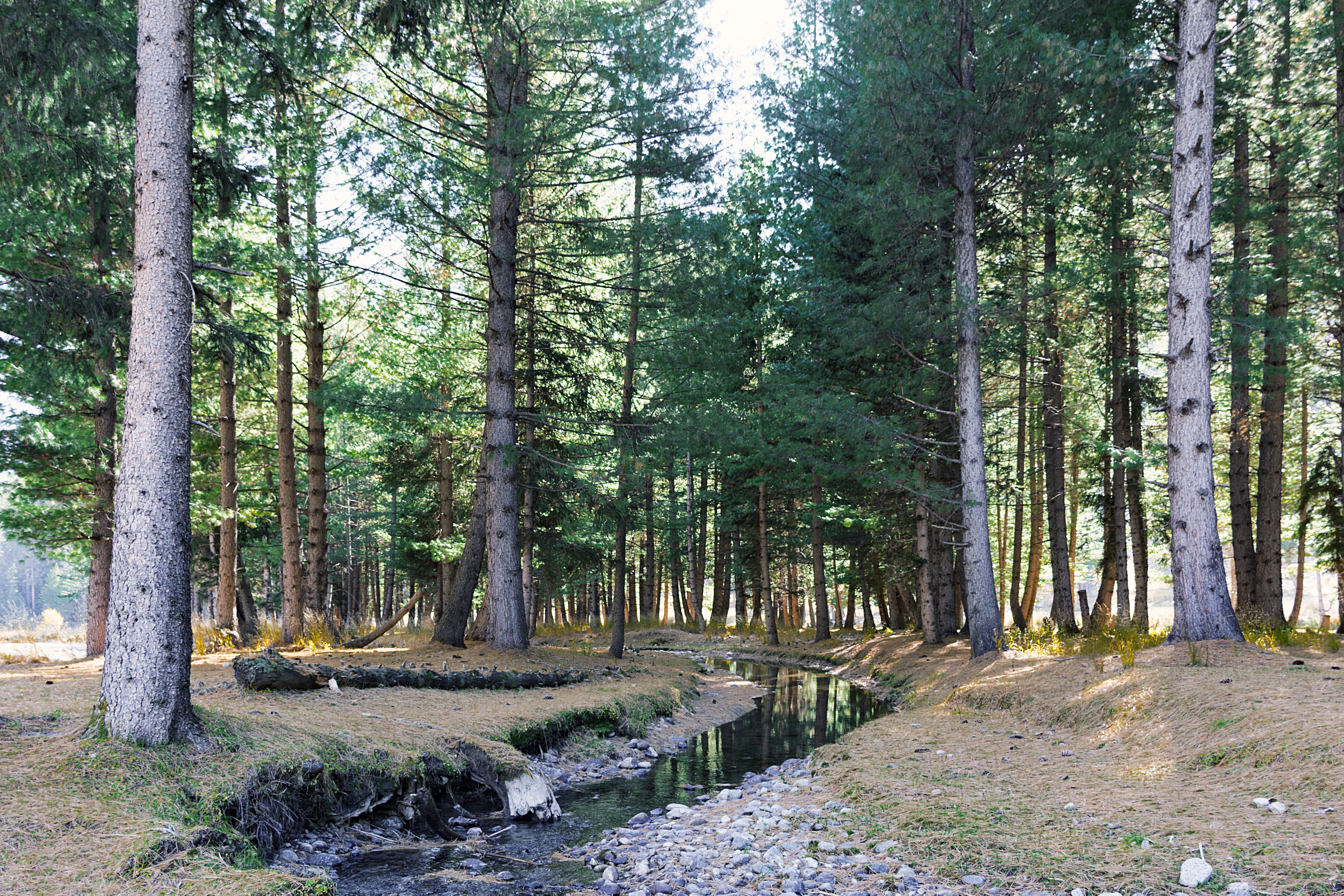 coniferous tree, 5K, nature, green color, kumrat, landscape, woodland, plant, mountains, photography, upperdir, no people, forest, scenics - nature, day, HD Wallpaper