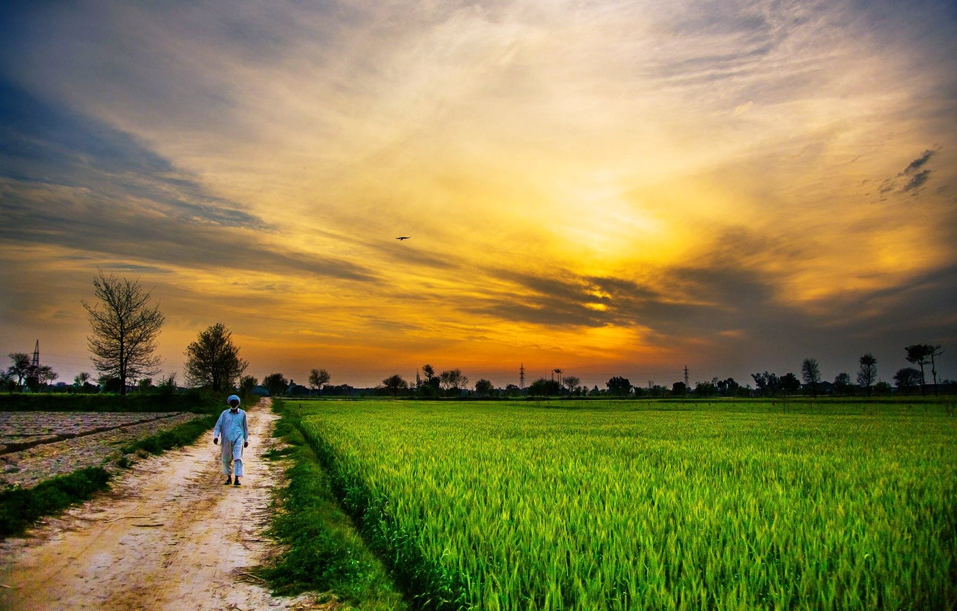 environment, cereal plant, Landscape, agriculture, walking, Sunset, farm, scenics - nature, farmer, cloud - sky, beauty in nature, Earth, Field, Countryside, HD Wallpaper