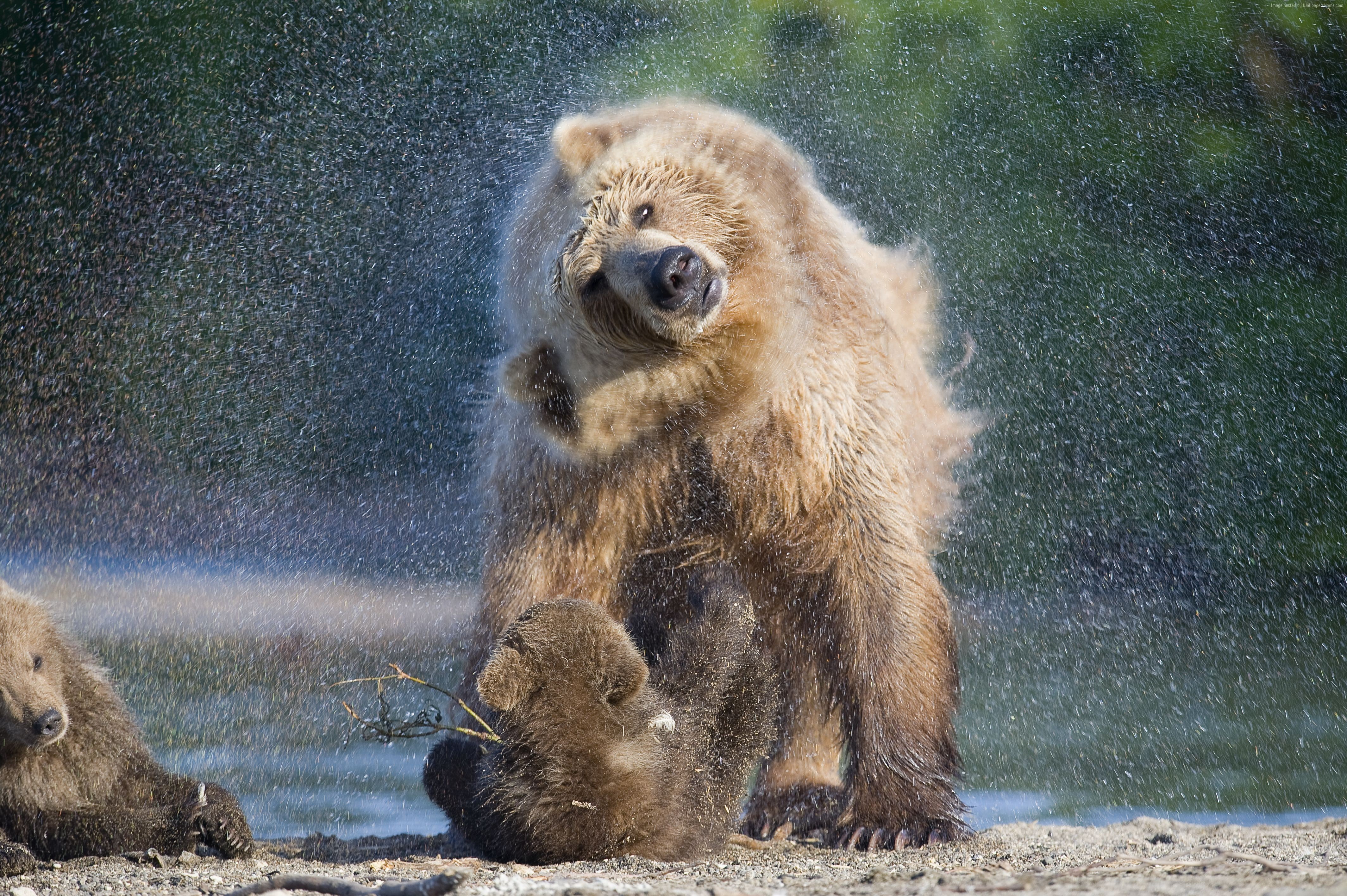 4K, Russia, Kamchatka, Bear, HD Wallpaper