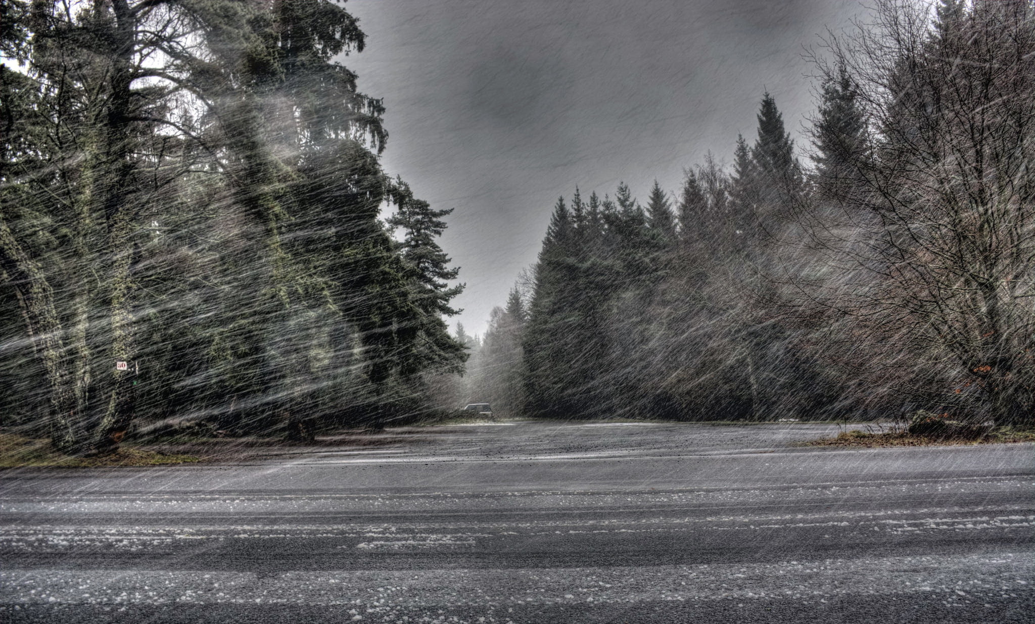 windy, trees, nature, 1080P, rain, HD Wallpaper