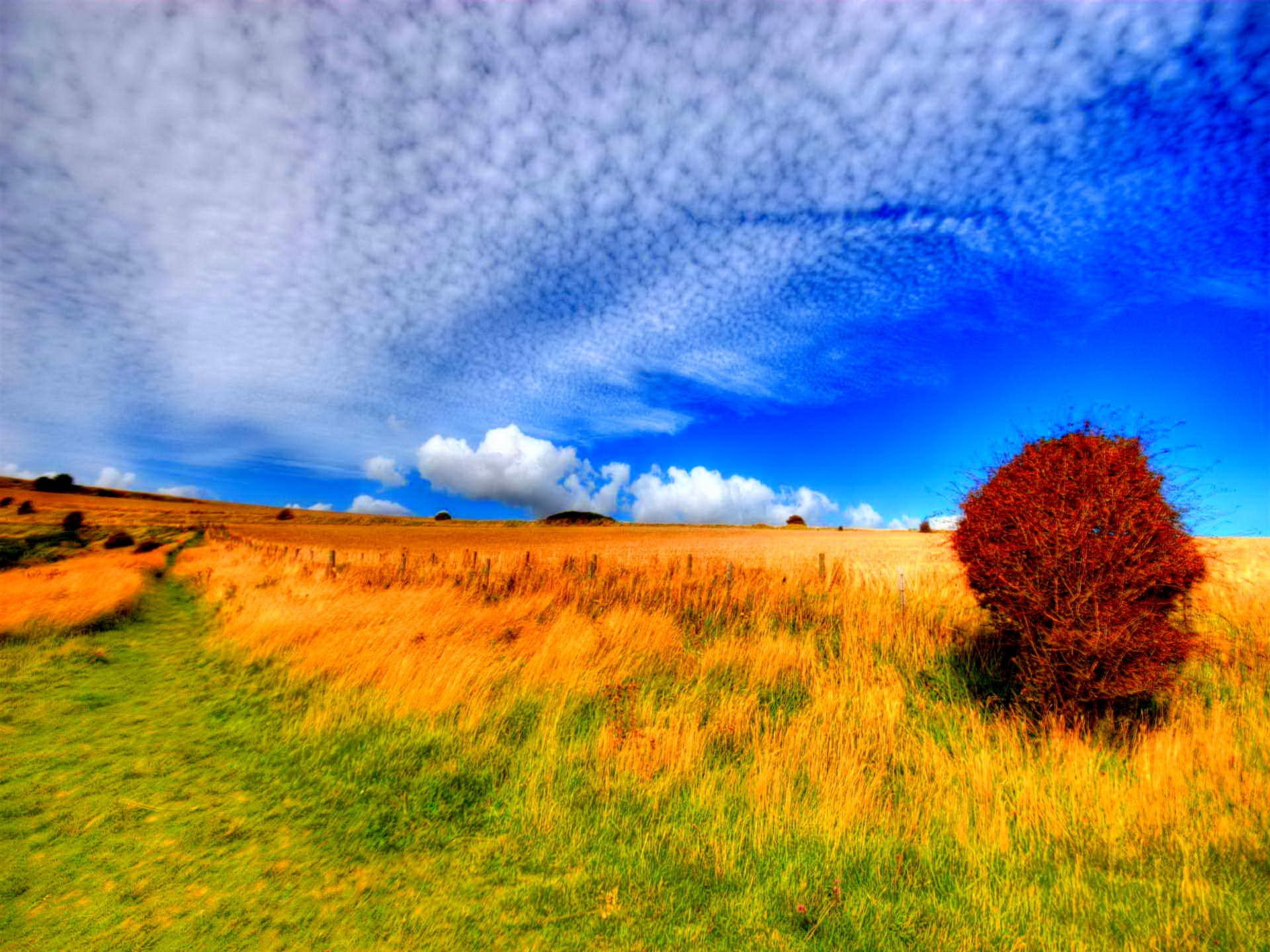nature, clouds, 3d and abstract, tree, day, meadow, field, flowers, summer, windy, 1080P, HD Wallpaper