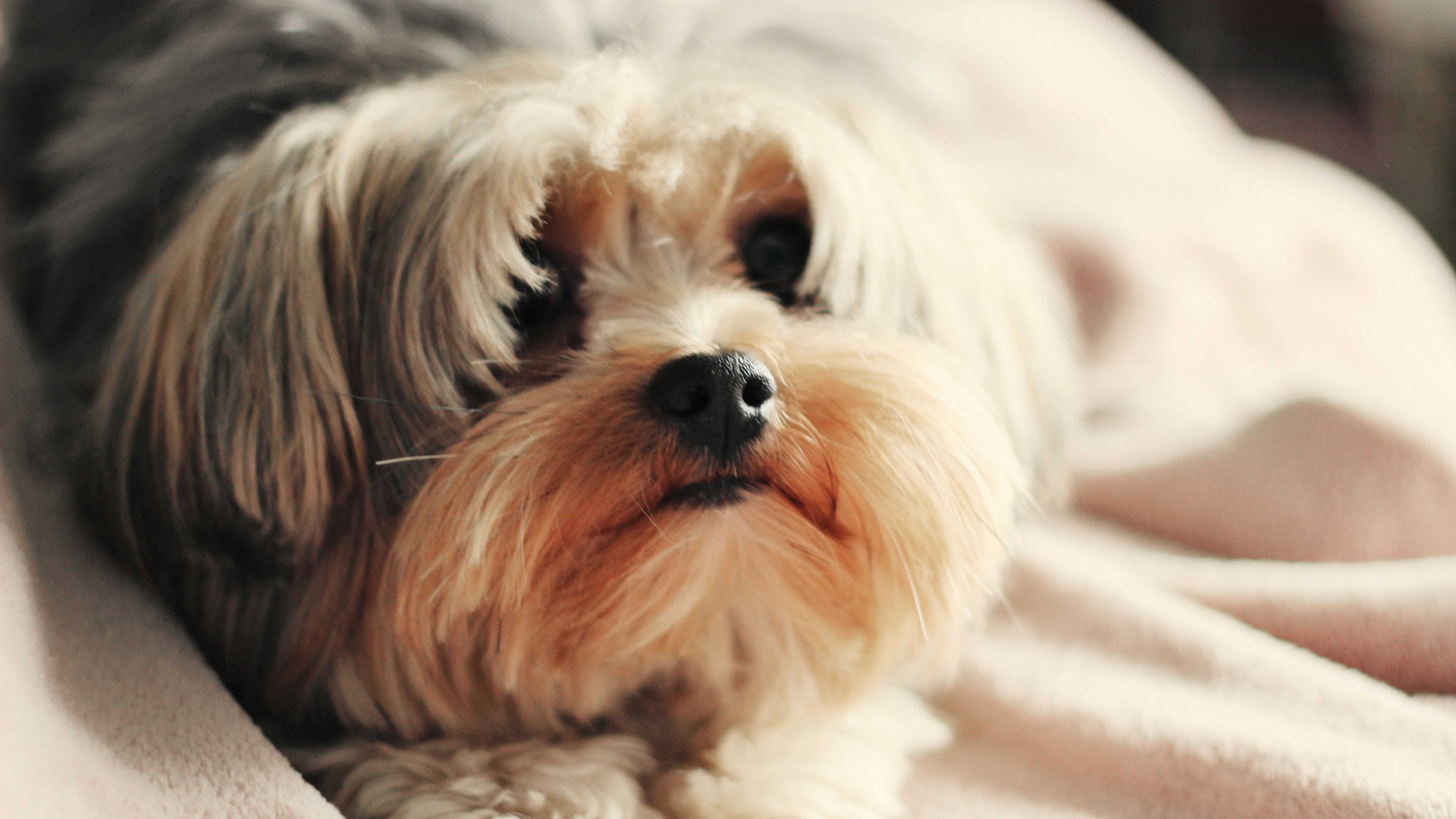 lap dog, animal body part, portrait, mammal, one animal, indoors, dog, animal themes, canine, relaxation, domestic animals, animal head, shih tzu, pets, HD Wallpaper