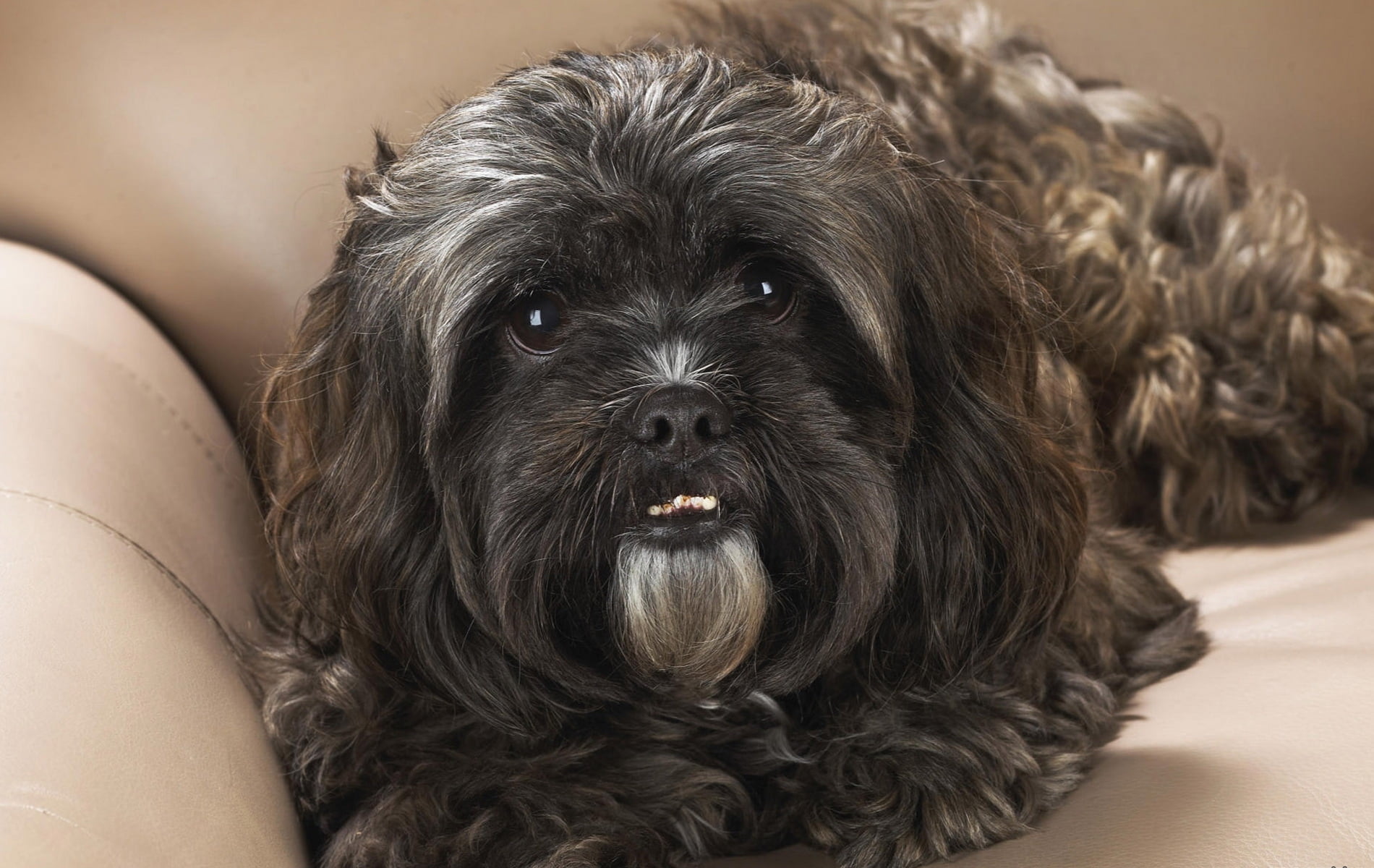 lying Down, hair, domestic, canine, beautiful, brown, animal, puppy, face, purebred Dog, apso, dog, down, beauty, indoors, domestic Animals, young animal, HD Wallpaper