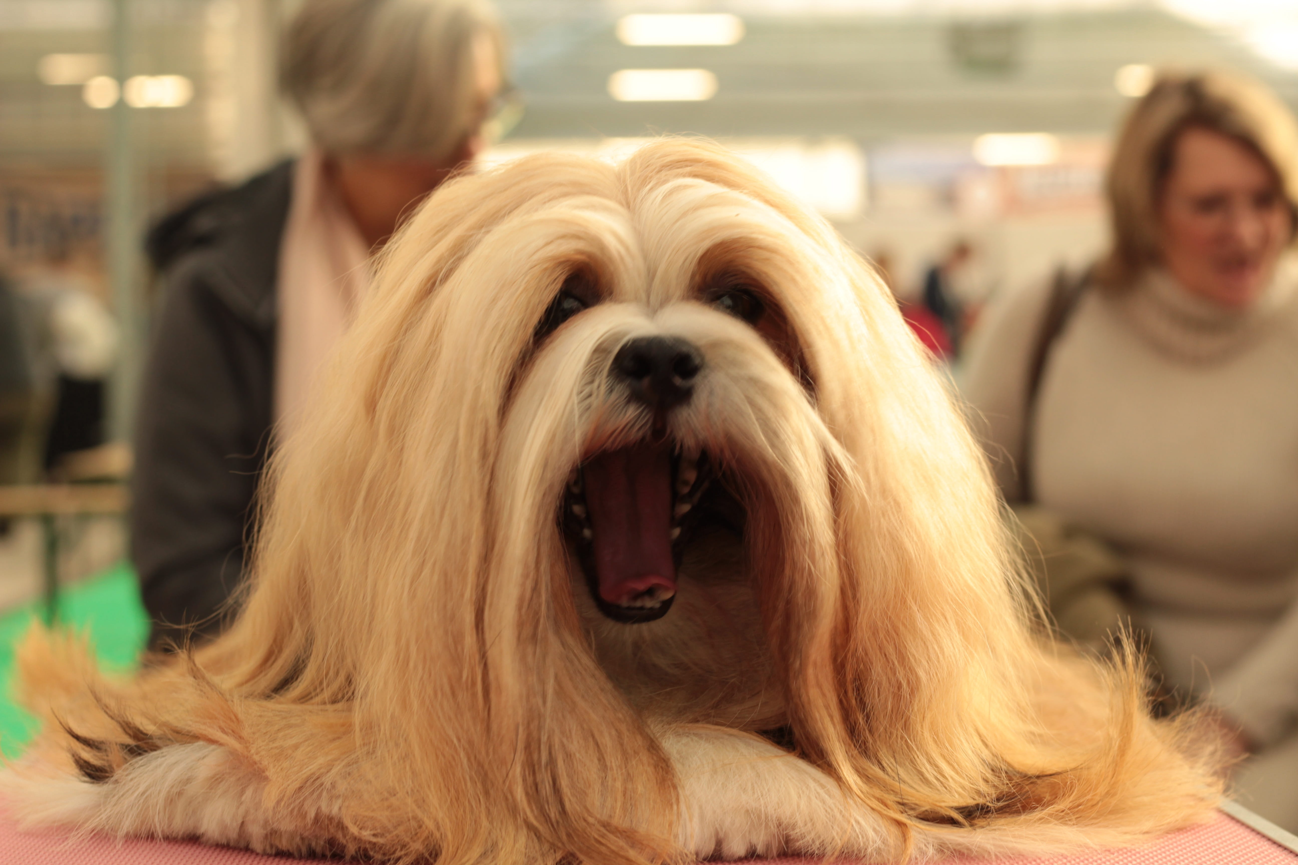 close-up, domestic, adult, small, one animal, mammal, lhasa apso, mouth open, focus on foreground, canine, gaap, dog, pets, indoors, relax, front view, HD Wallpaper