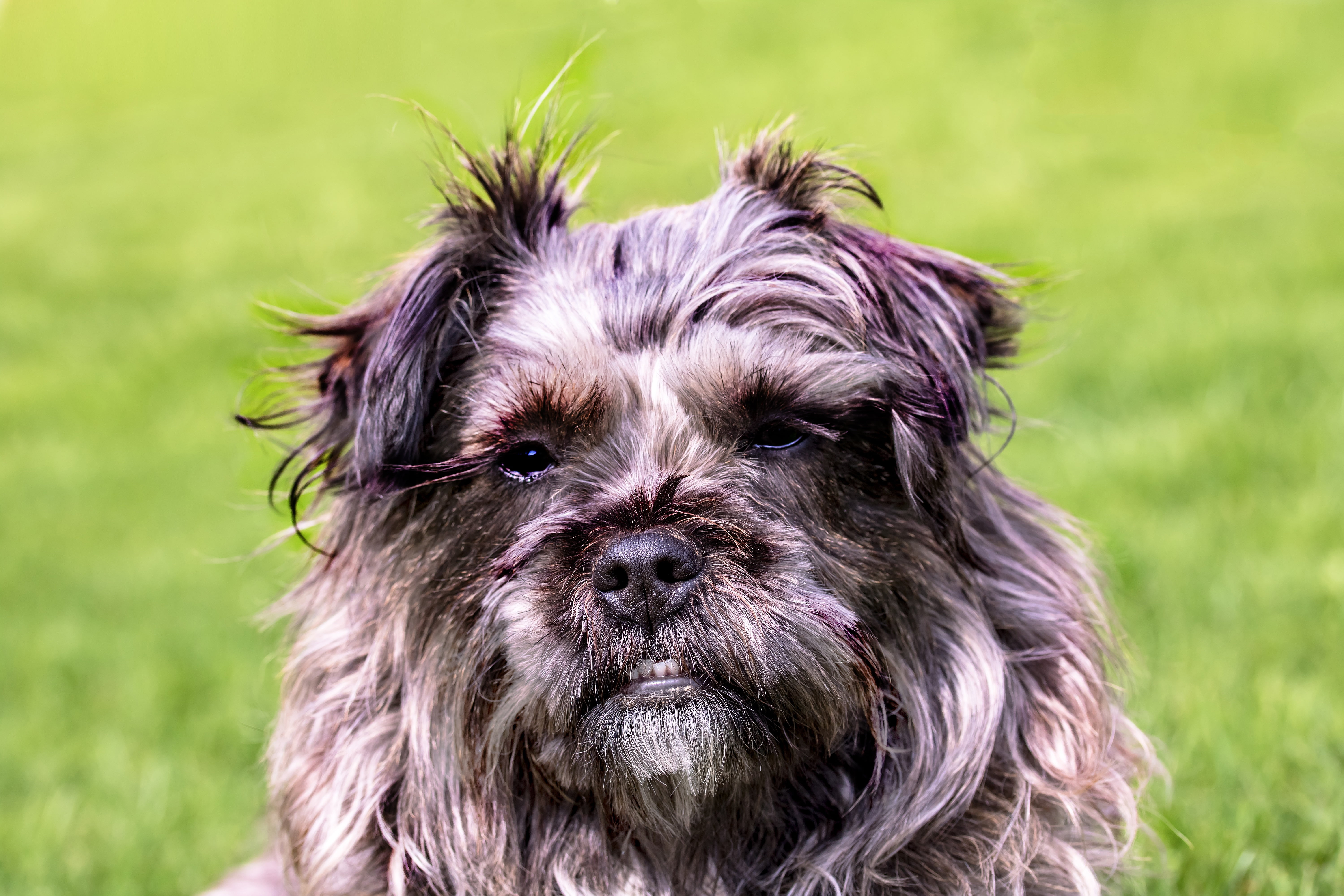 animal themes, cute, outdoors, nature, lap dog, grass, no people, vertebrate, small, young Animal, terrier, muzzle, friendship, fur, animal Hair, dog, yorkshire Terrier, HD Wallpaper