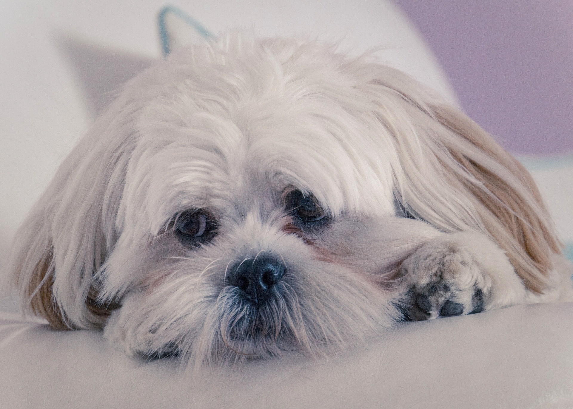 apso, 1080P, muzzle, dog, lhasa, HD Wallpaper