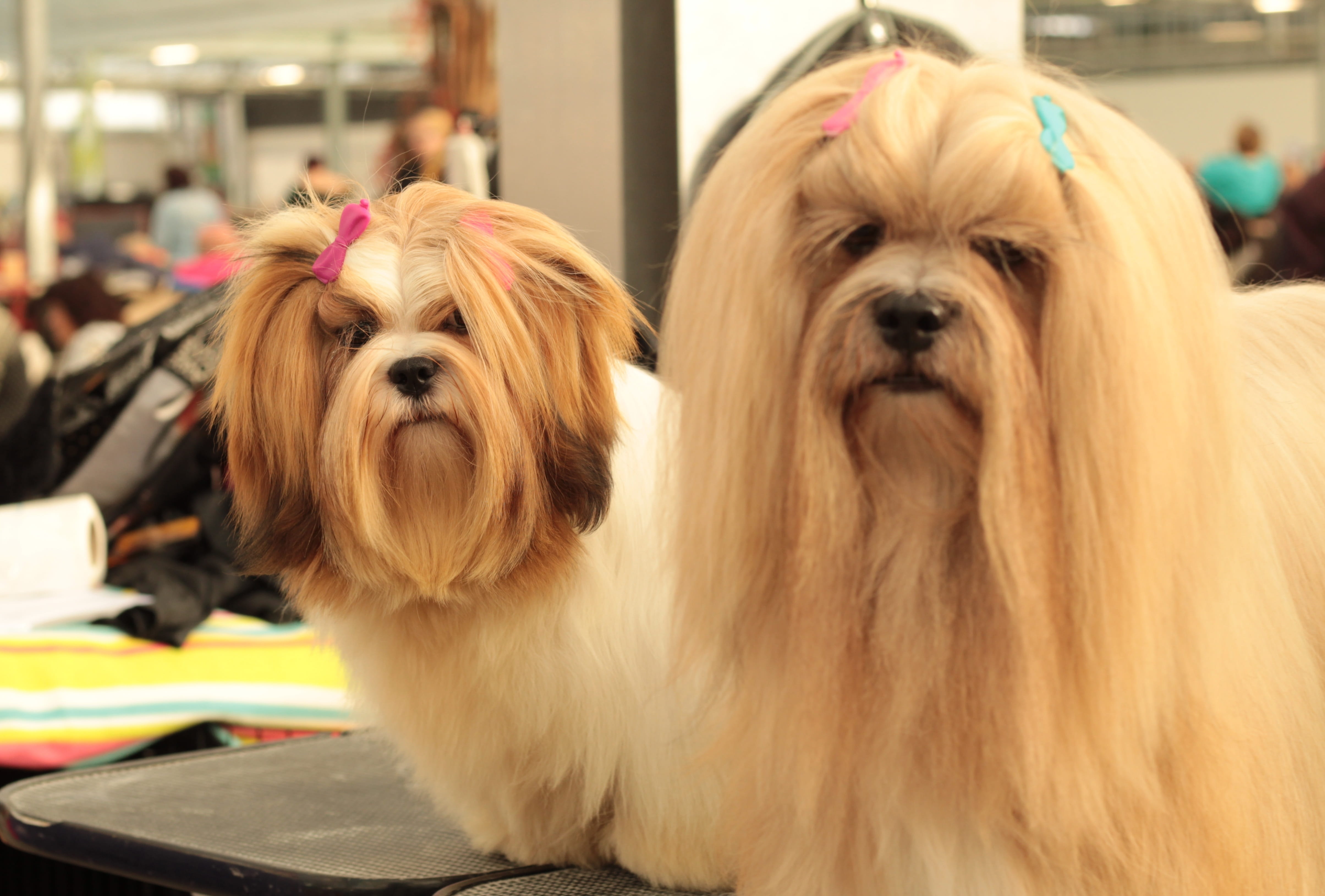 animal themes, animal, small, dogshow, domestic animals, canine, domestic, vertebrate, dog, portrait, close-up, 4K, relaxation, shih tzu, lap dog, mammal, HD Wallpaper