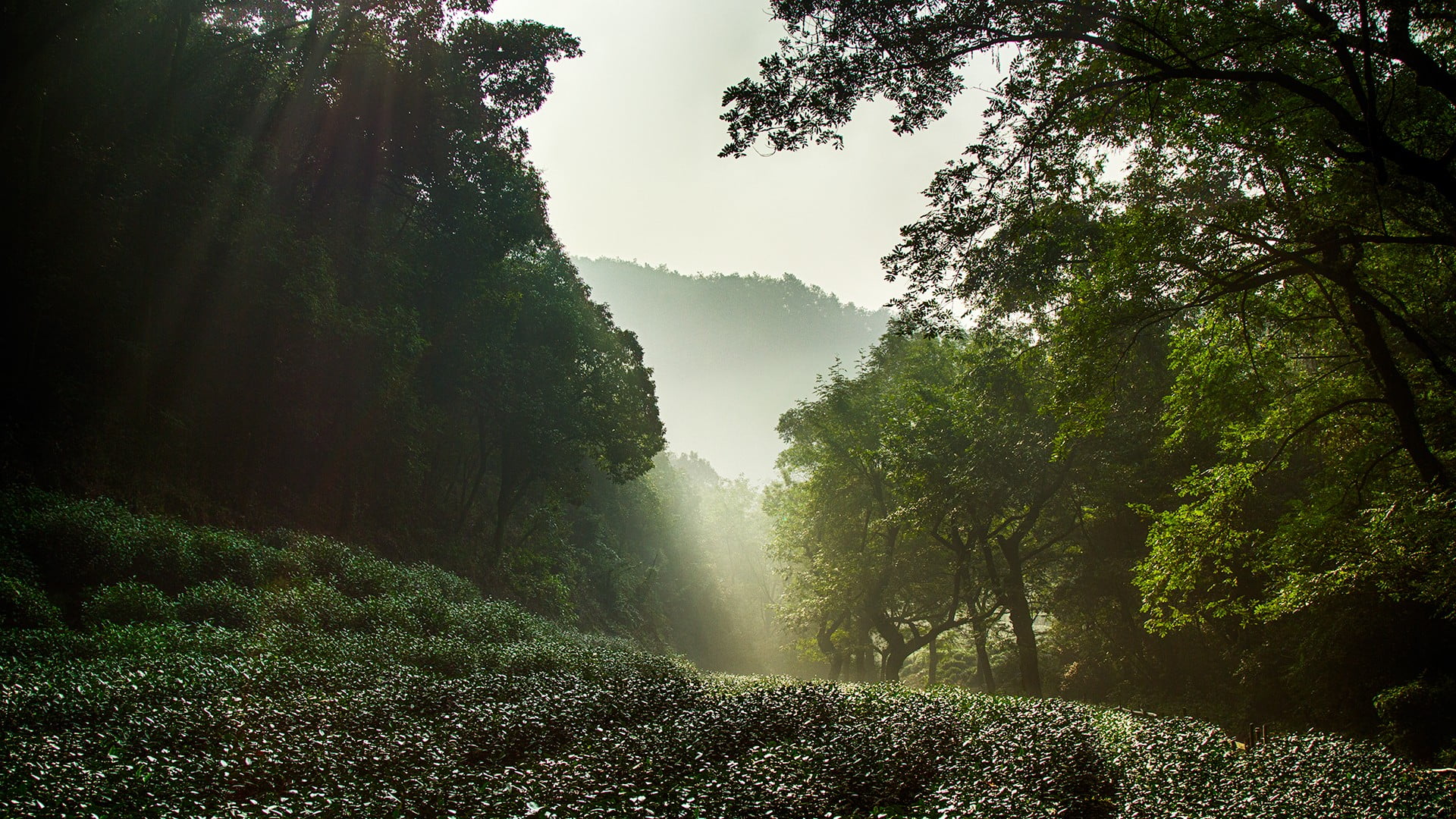 sun rays, tree, 1080P, sky, mist, fog, growth, landscape, outdoors, leafed, trees, day, beauty in nature, environment, forest, scenics - nature, Hangzhou, HD Wallpaper