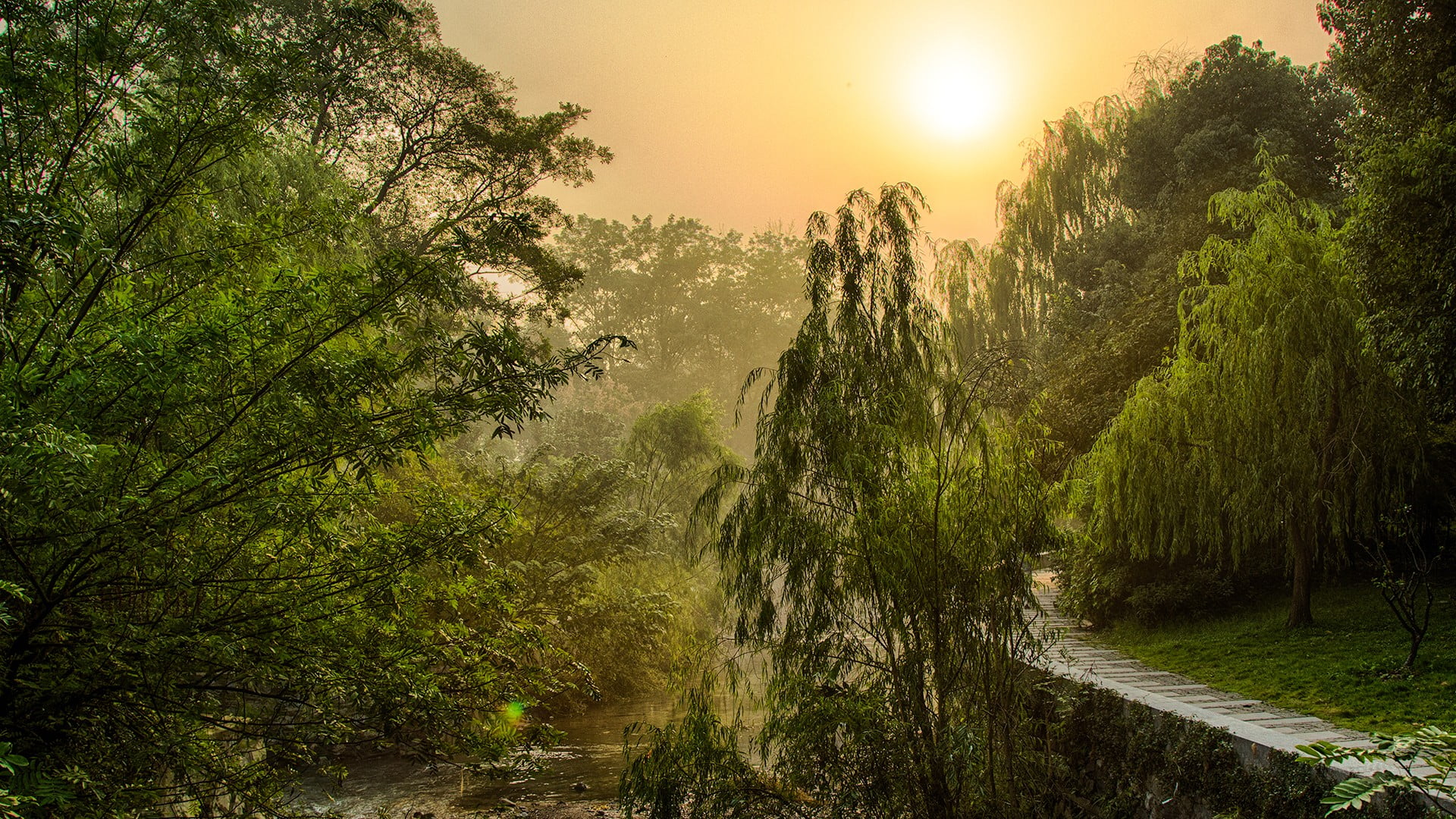 nature, green, growth, forest, 1080P, environment, outdoors, beauty in nature, no people, water, tranquility, plant, China, idyllic, tranquil scene, West Lake, HD Wallpaper