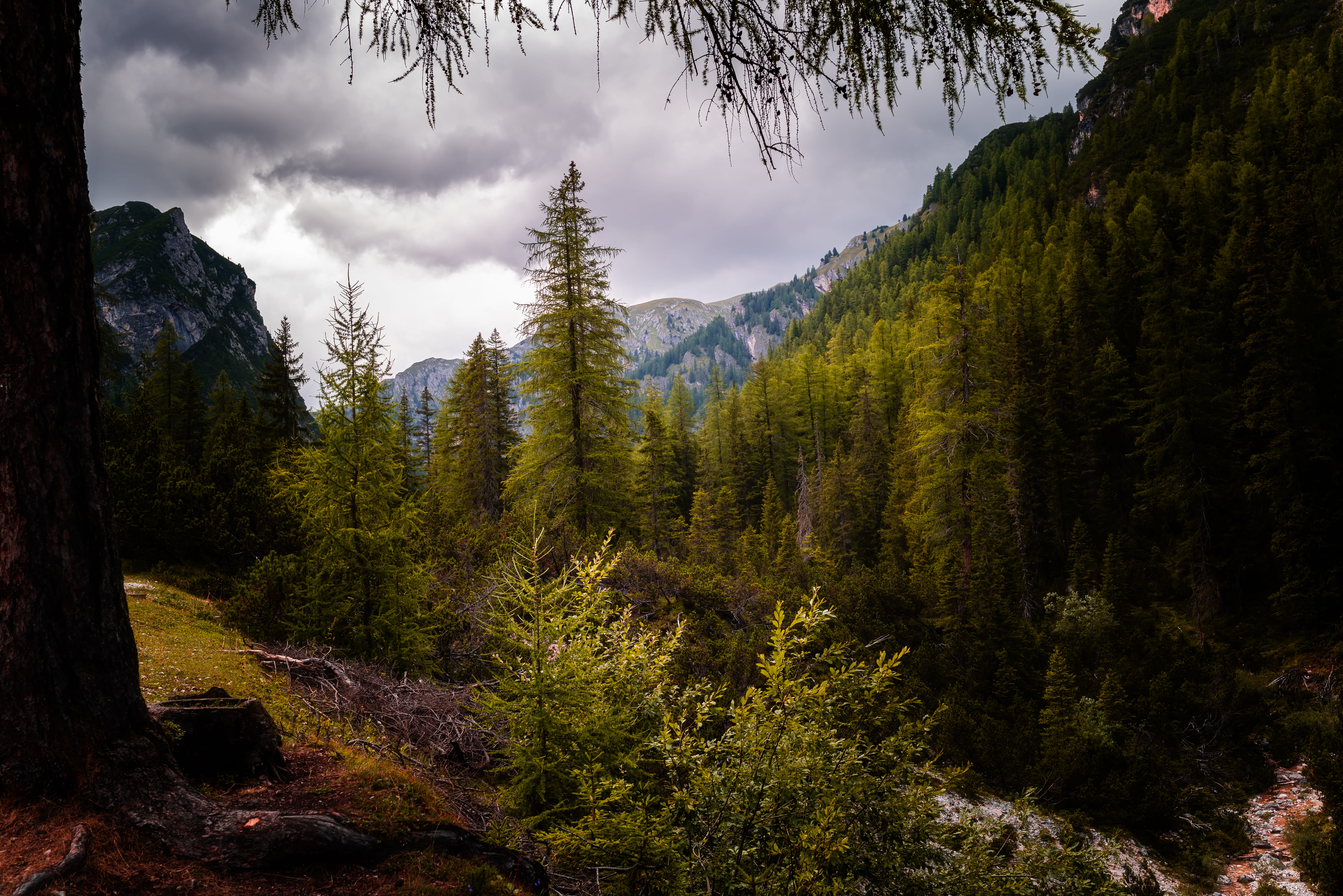 5K, grass, tranquility, trail, trees, sky, beauty in nature, italy, tranquil scene, land, growth, forest, outdoors, plant, nature, braies lake, idyllic, HD Wallpaper