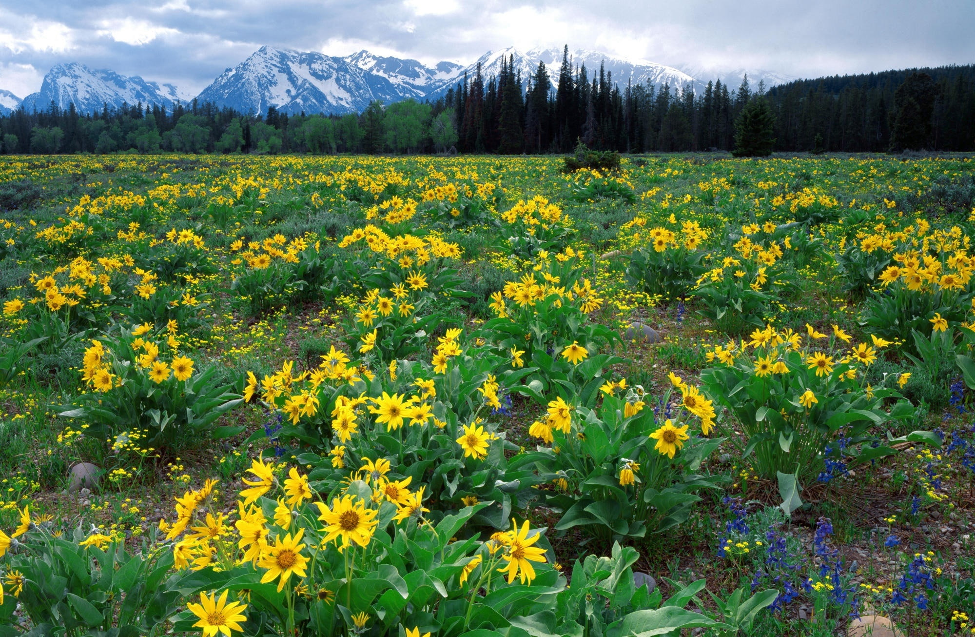 Teton, growth, flowerbed, flowering plant, tranquility, mountain, outdoors, Range, sunflower, scenics - nature, Balsamroot, Arrowleaf, sky, no people, Wyoming, HD Wallpaper