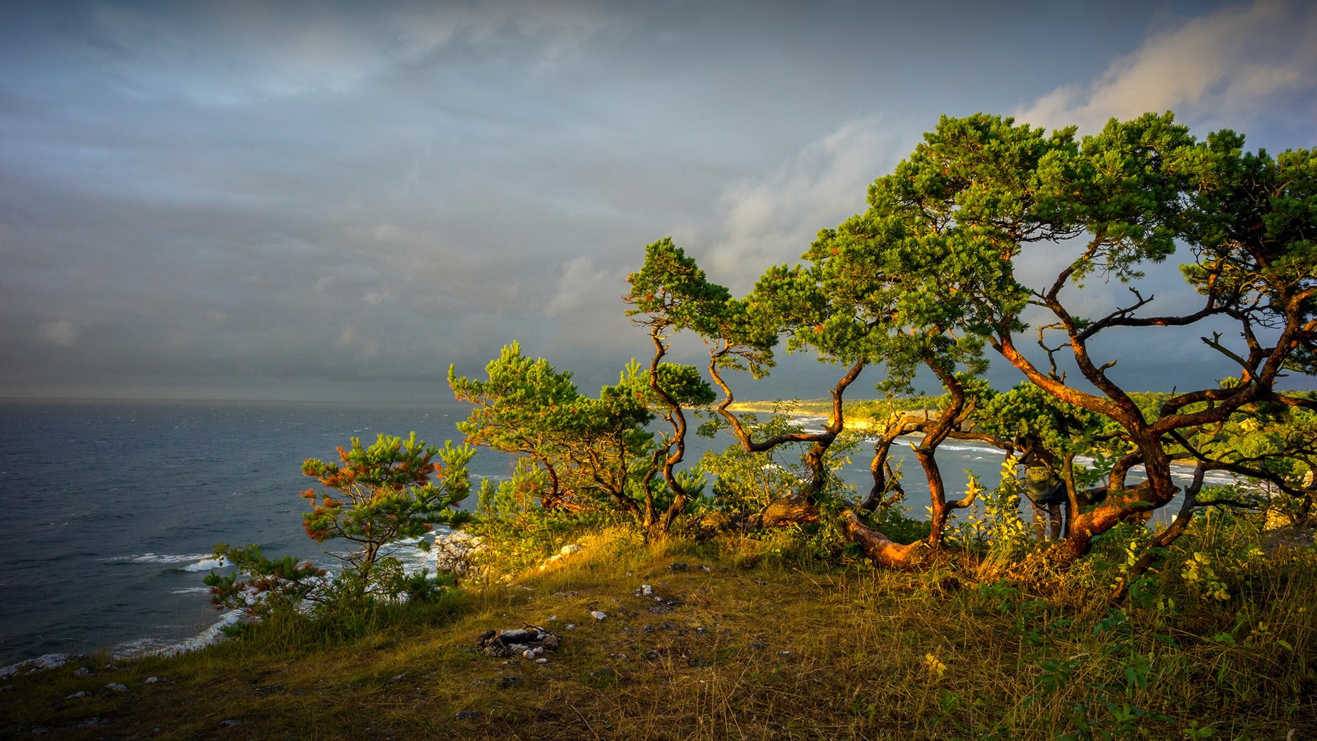 clouds, nature, pine trees, landscape, Gotland, trees, Sweden, 1080P, HD Wallpaper