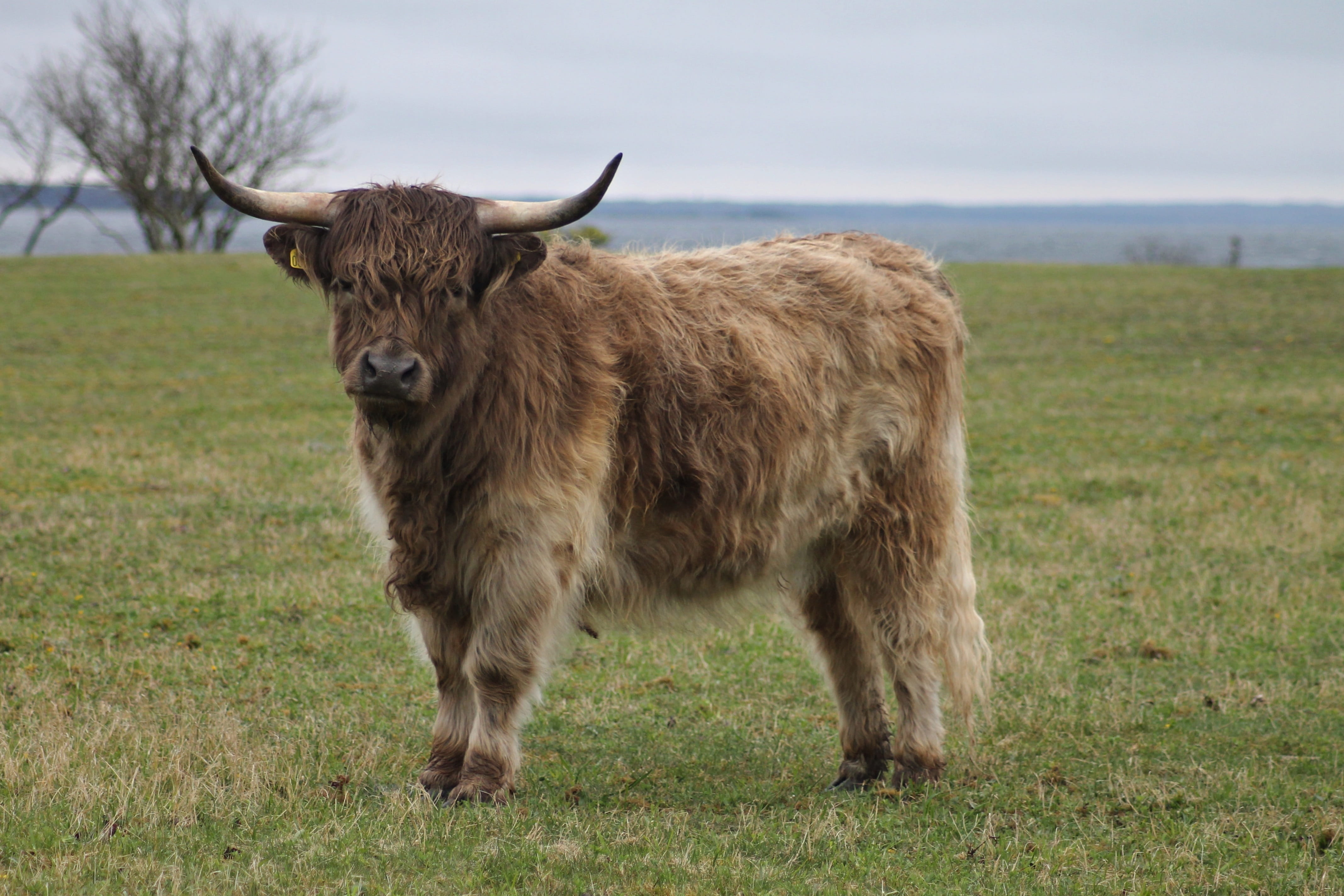 highland cow, horned, one animal, herbivorous, 4K, livestock, nature, animal hair, grass, domestic animals, sweden, cattle, mammal, plant, outdoors, ko, HD Wallpaper