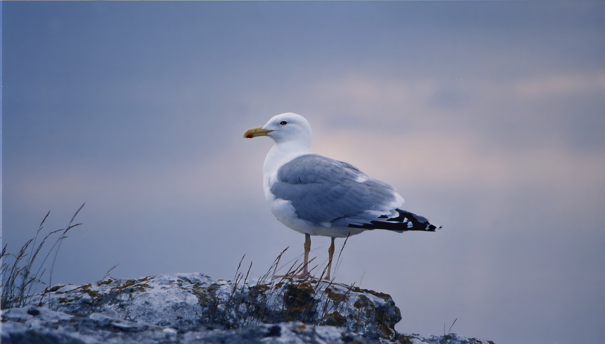 seagull, bird, birds, sky blue, rock, sky, day, sunset, focus on foreground, animal wildlife, summer, animal themes, 1080P, animals in the wild, gotland, HD Wallpaper