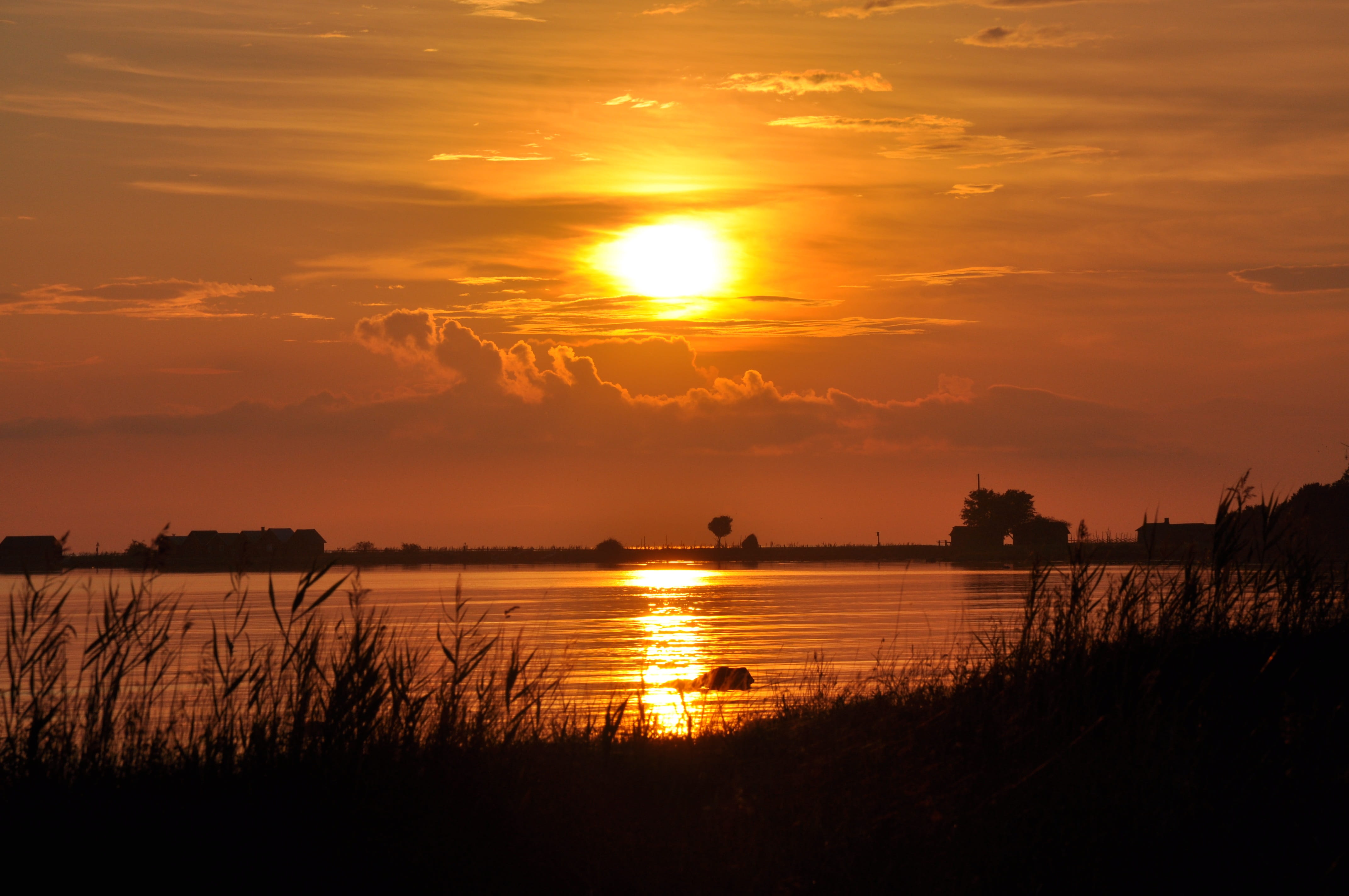 tranquil scene, summer, tranquility, no people, non-urban scene, Sunset, idyllic, orange color, plant, beauty in nature, nature, outdoors, silhouette, Lake, HD Wallpaper