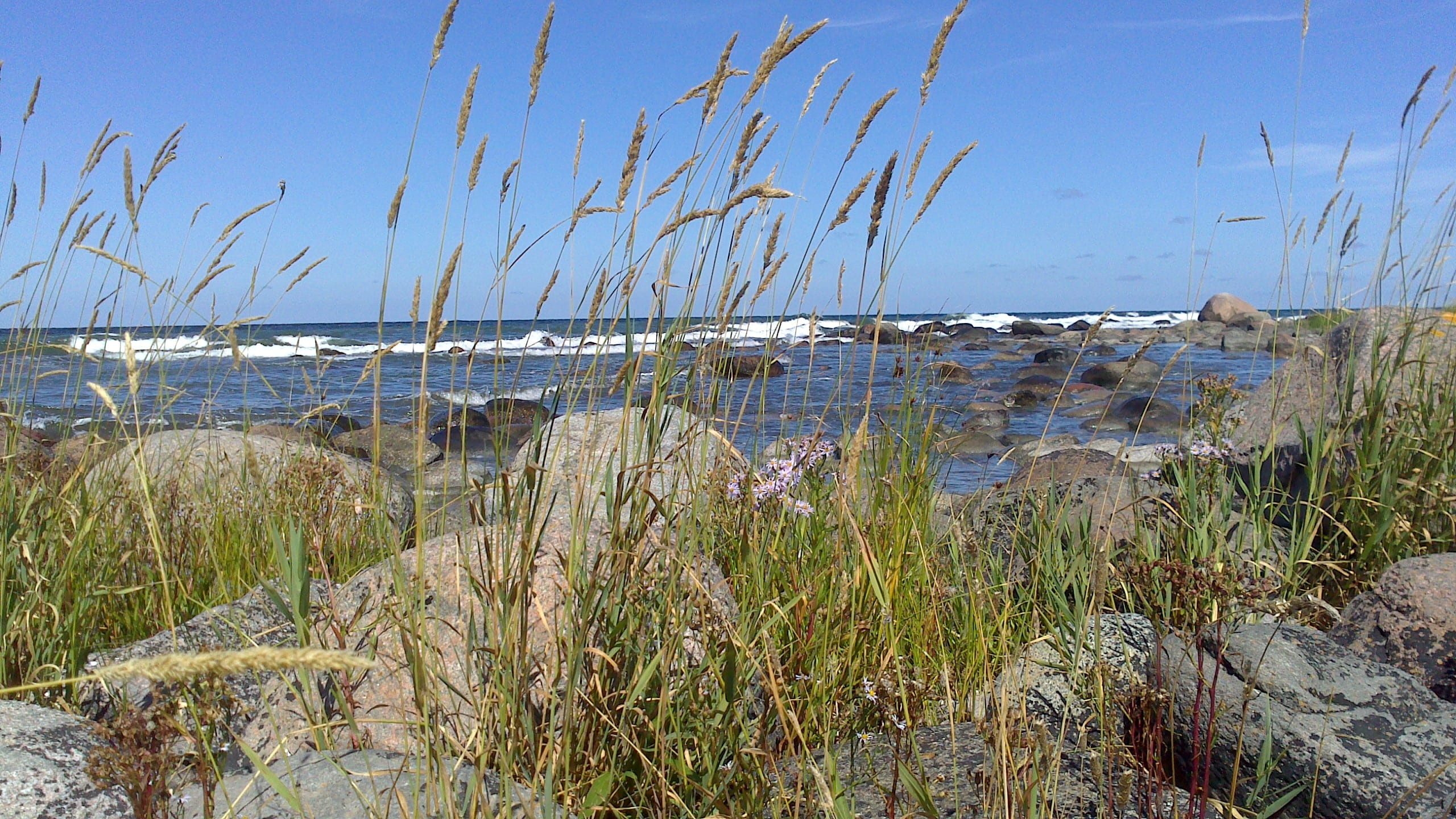 lyme, sea, gotland, tranquil scene, sky blue, marram grass, water, timothy grass, solar, sweden, beach, plant, day, scenics - nature, summer, himmel, waves, HD Wallpaper