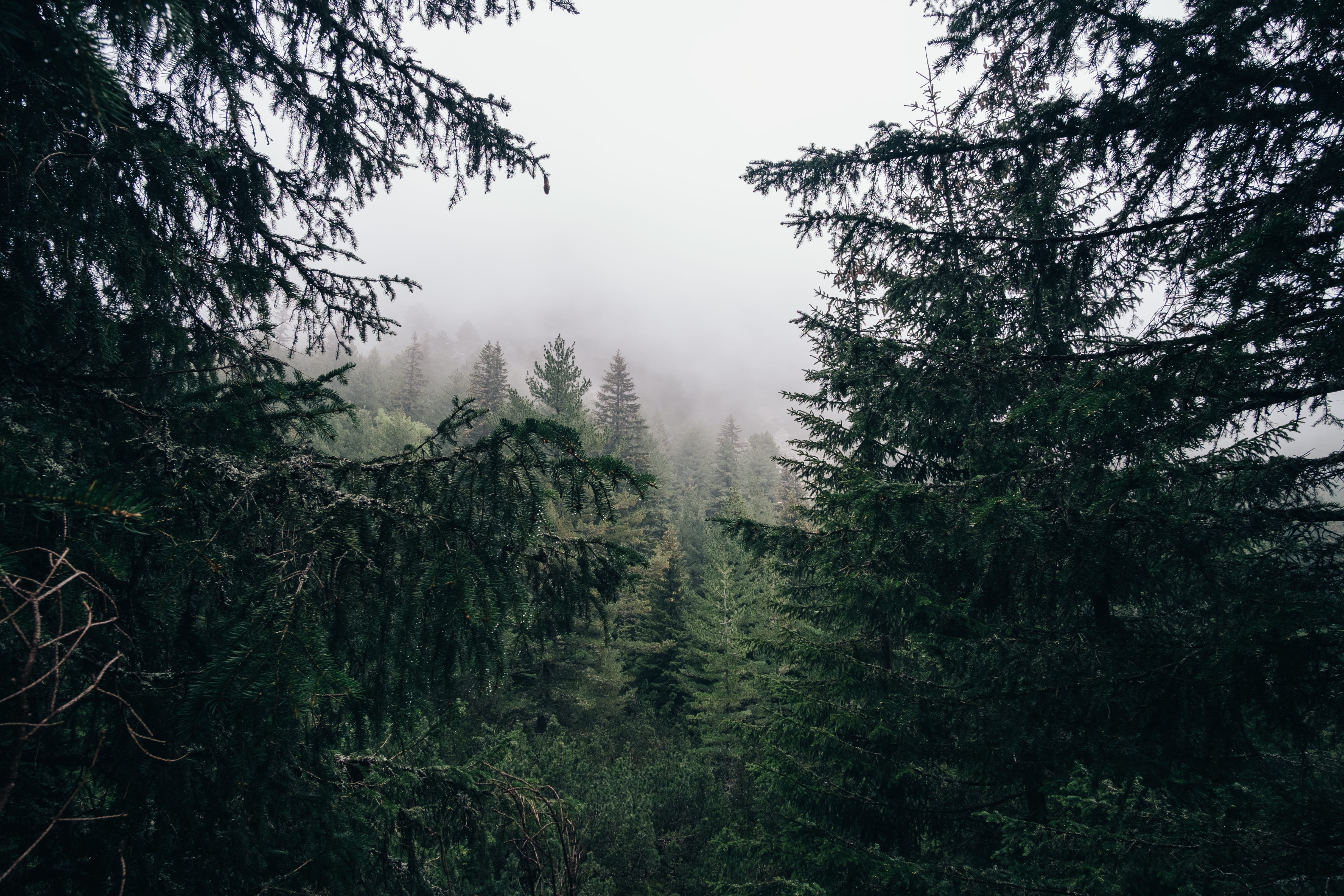 4K, tranquility, tranquil scene, idyllic, rila mountain, trail, environment, foggy, bulgaria, sky, woodland, trees, growth, forest, plant, rila, tree, HD Wallpaper