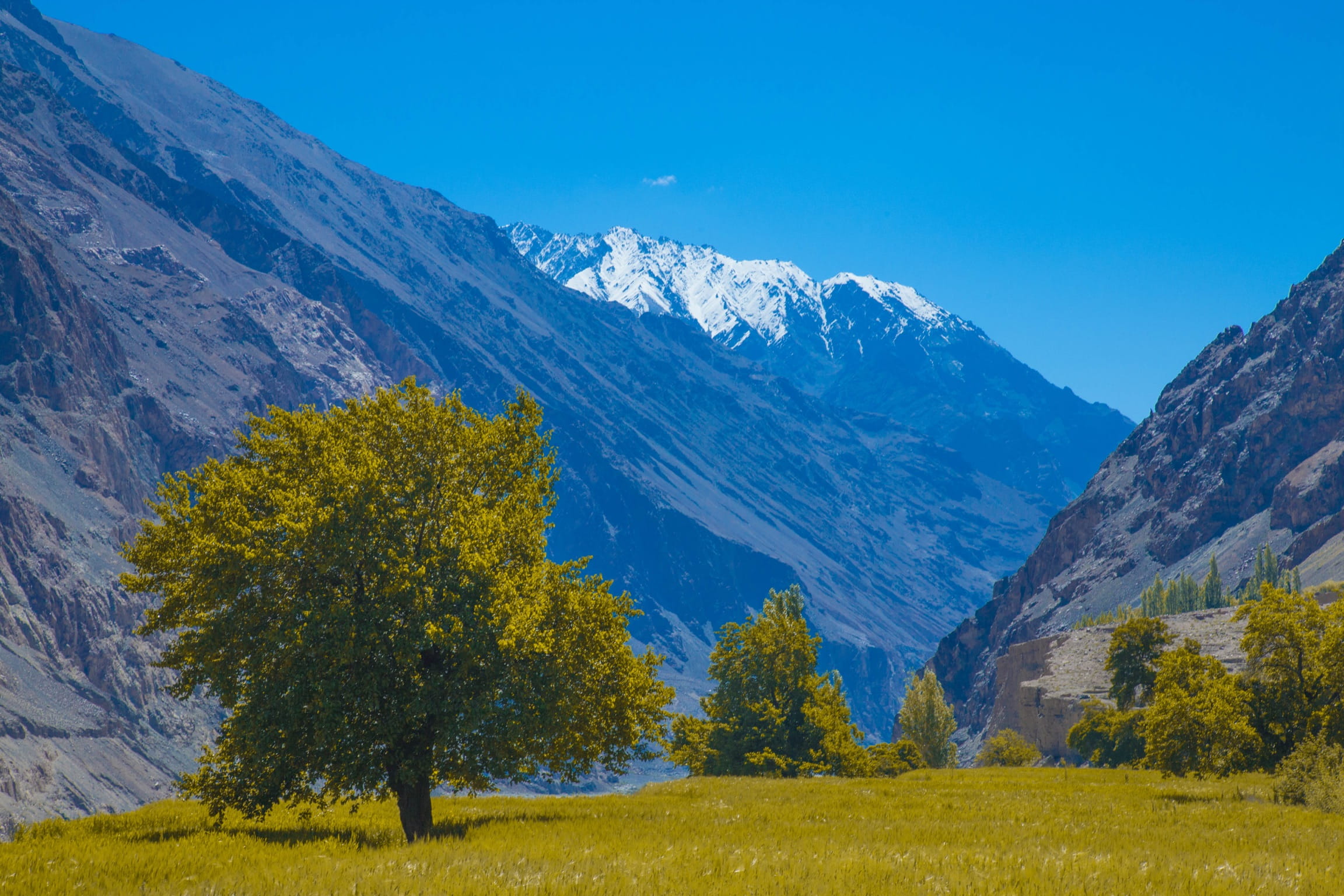 outdoors, landscape, land, beauty in nature, pine tree, mountain range, mountain peak, nature, plant, environment, india, ladakh, mountain, grass, day, HD Wallpaper