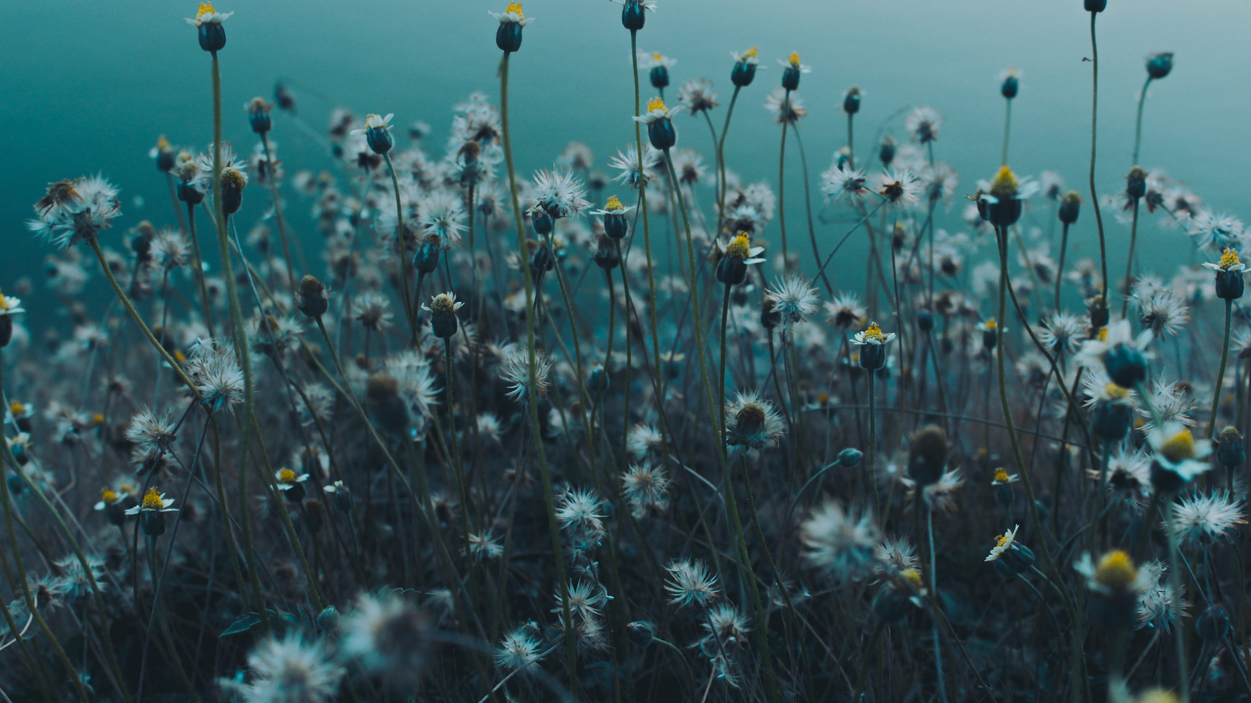 flower, plant stem, vulnerability, day, flowering plant, plant, land, ladakh vacation, field, outdoors, water, nature, tranquility, wildflower, no people, HD Wallpaper