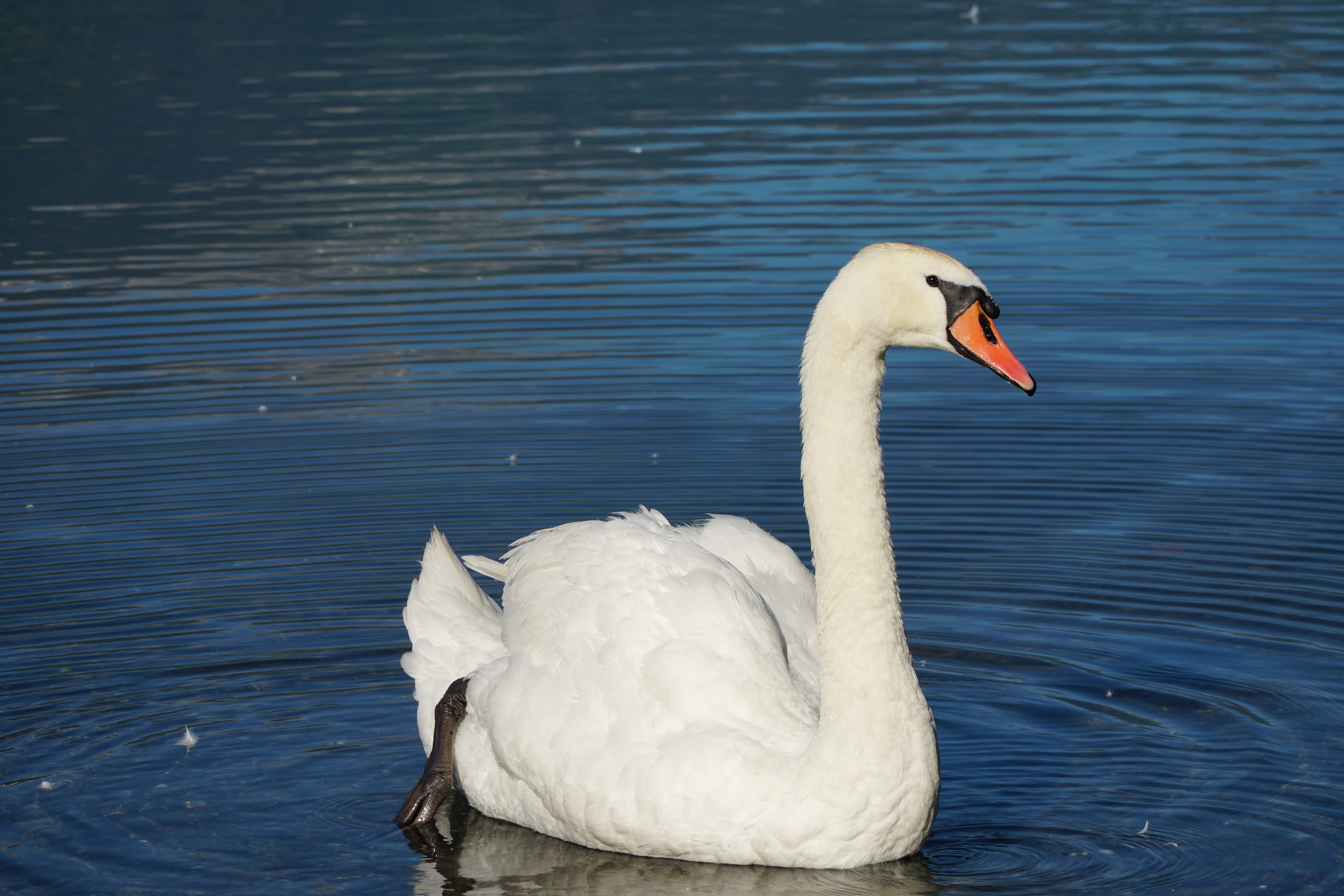 water bird, 5K, walensee, feather, animal neck, swimming, animals in the wild, no people, peaceful, animal, day, floating on water, one animal, animal wildlife, HD Wallpaper