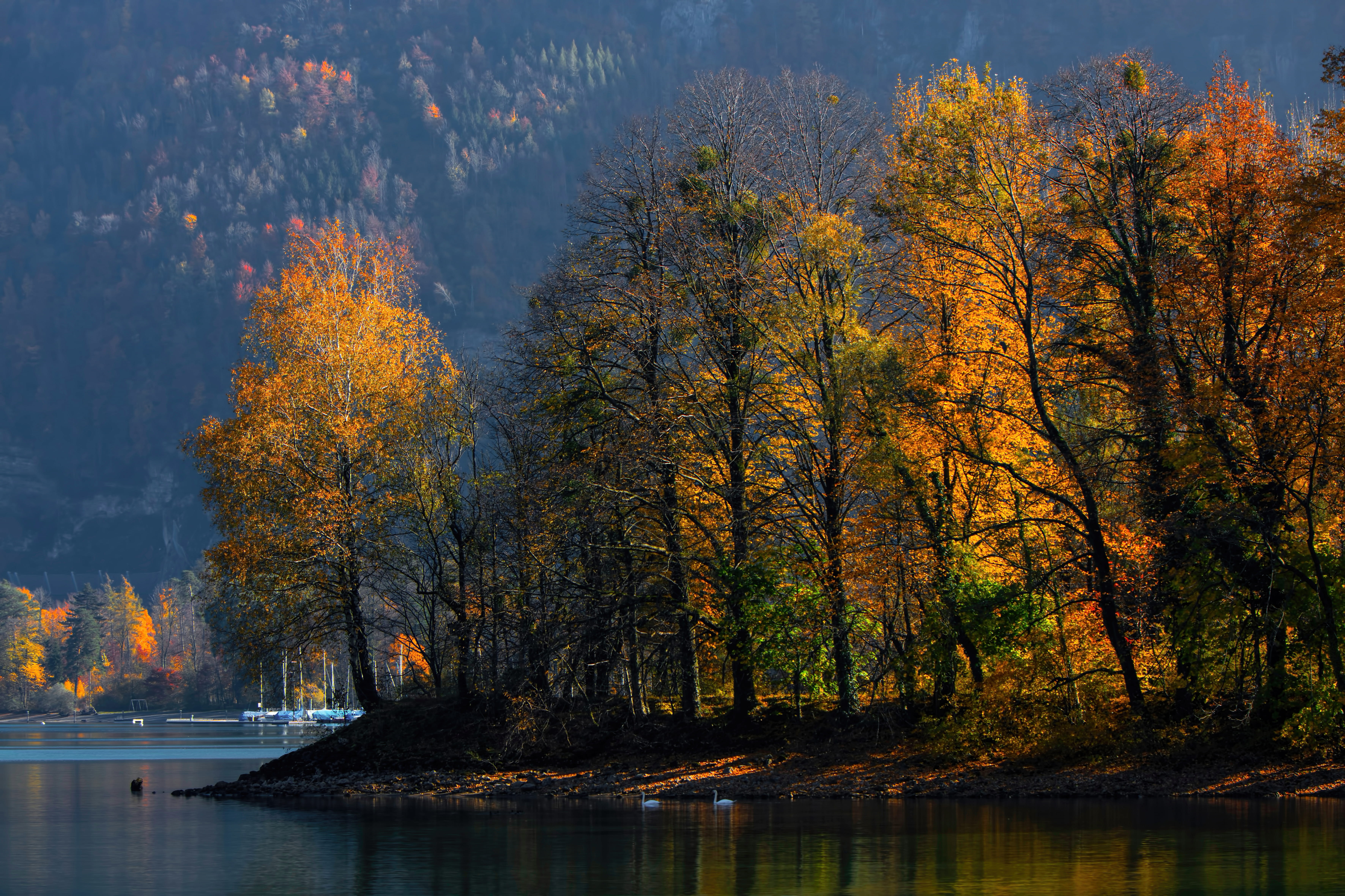 no people, non-urban scene, 5K, wallensee, land, tree, outdoors, autumn collection, forest, growth, sea, color, woodland, light, scenics - nature, beauty in nature, HD Wallpaper
