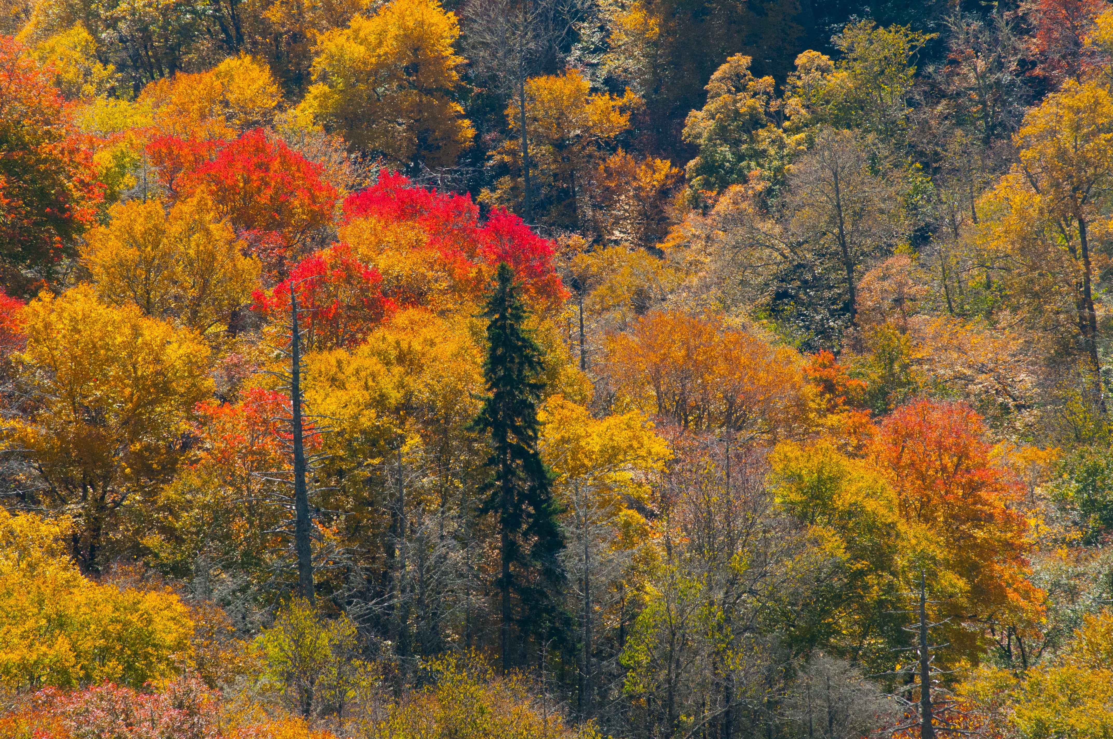 smoky mountains, landscape, yellow, foliage, beautiful, no people, travel, mountains, beauty in nature, leaf, wilderness, coniferous tree, ridge, landscapes, HD Wallpaper