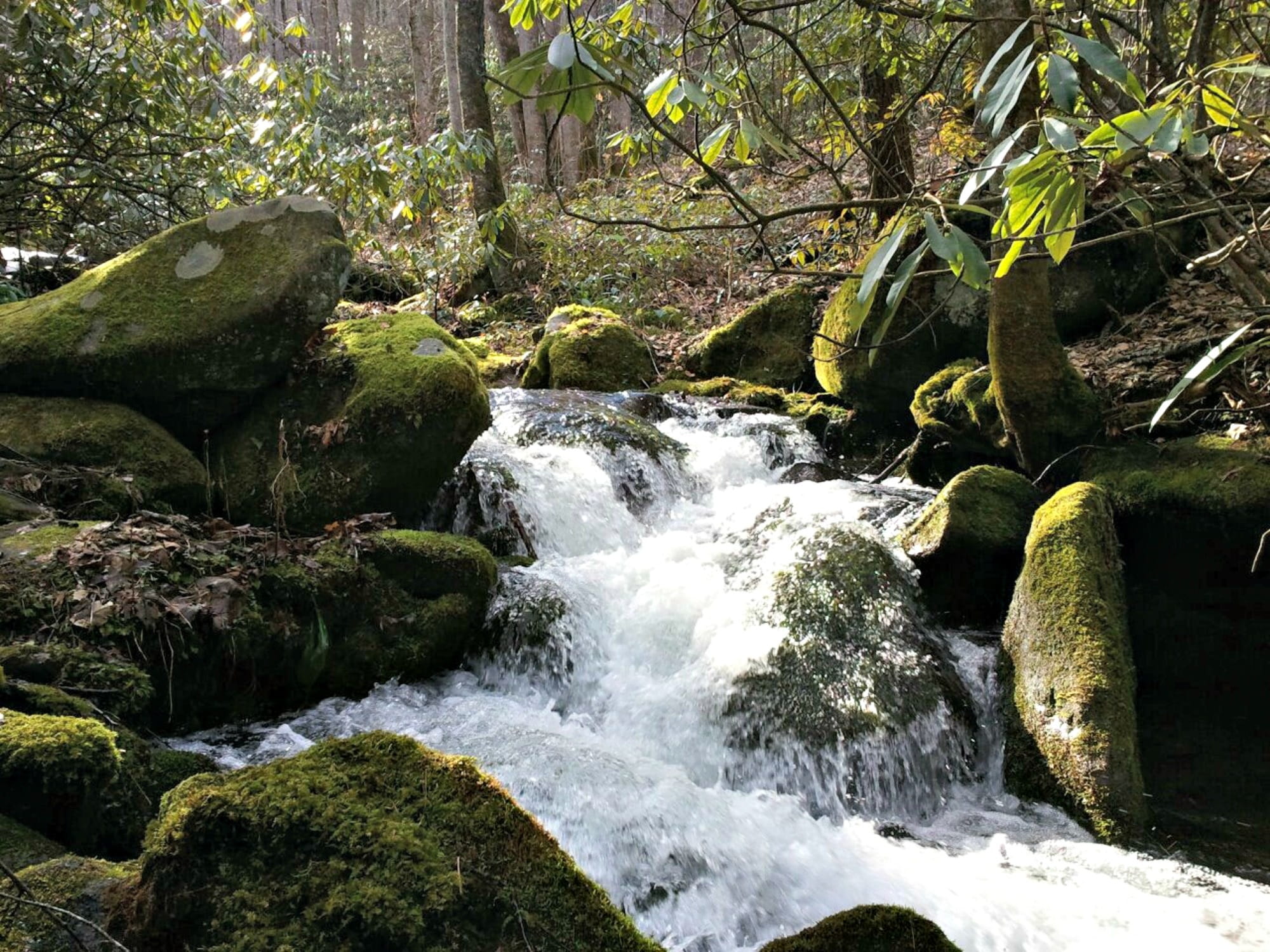 water, mountains, leaf, land, Smoky Mountains, falls, no people, motion, stream, serene, peaceful, waterfall, beauty In Nature, hiking, Nature, forest, HD Wallpaper