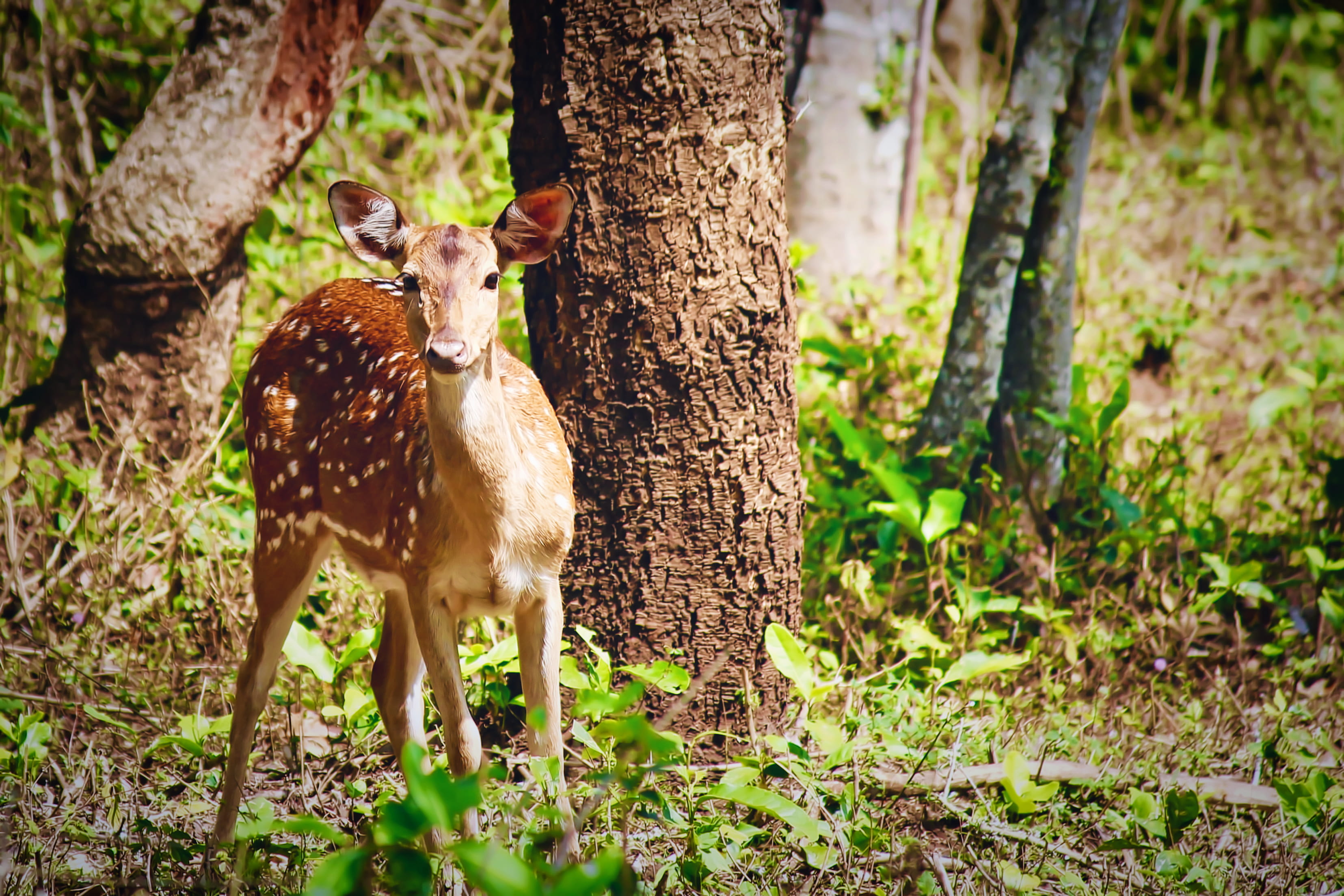 herbivorous, day, india, trunk, tamilnadu, animal wildlife, wildlife, standing, nature, no people, masinagudi, animal, deer, tree trunk, animals in the wild, HD Wallpaper