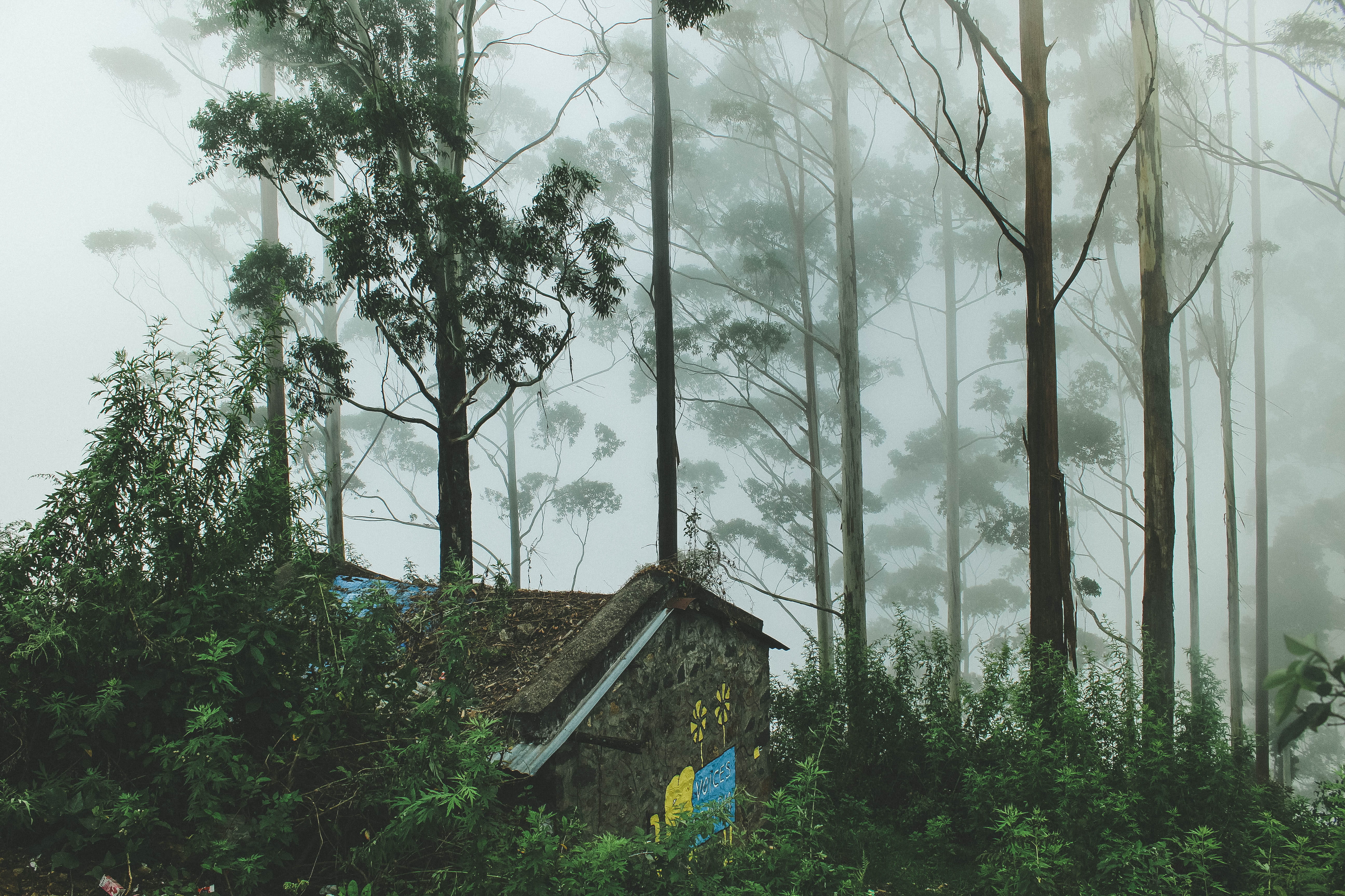 trunk, tree trunk, leafed, built structure, kodai, fog, growth, day, tree, land, nature, green color, mist, foggy, green, india, no people, stone, tamilnadu, HD Wallpaper