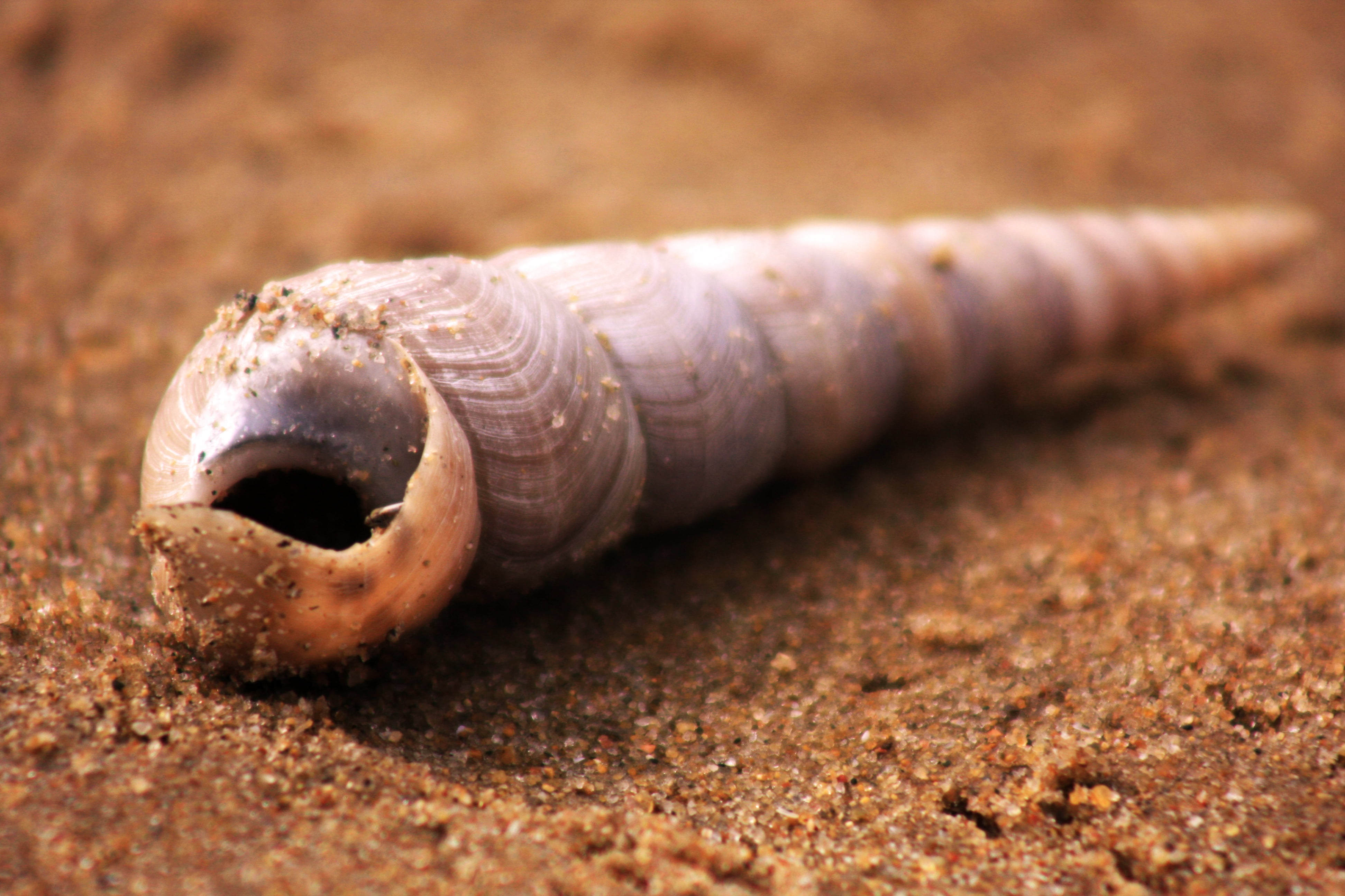 marina beach, textile, macro photography, tamilnadu, madras, sand, nature, photography, canon, chennai, animal, india, brown, macro, sea, 4K, shell  beach, HD Wallpaper