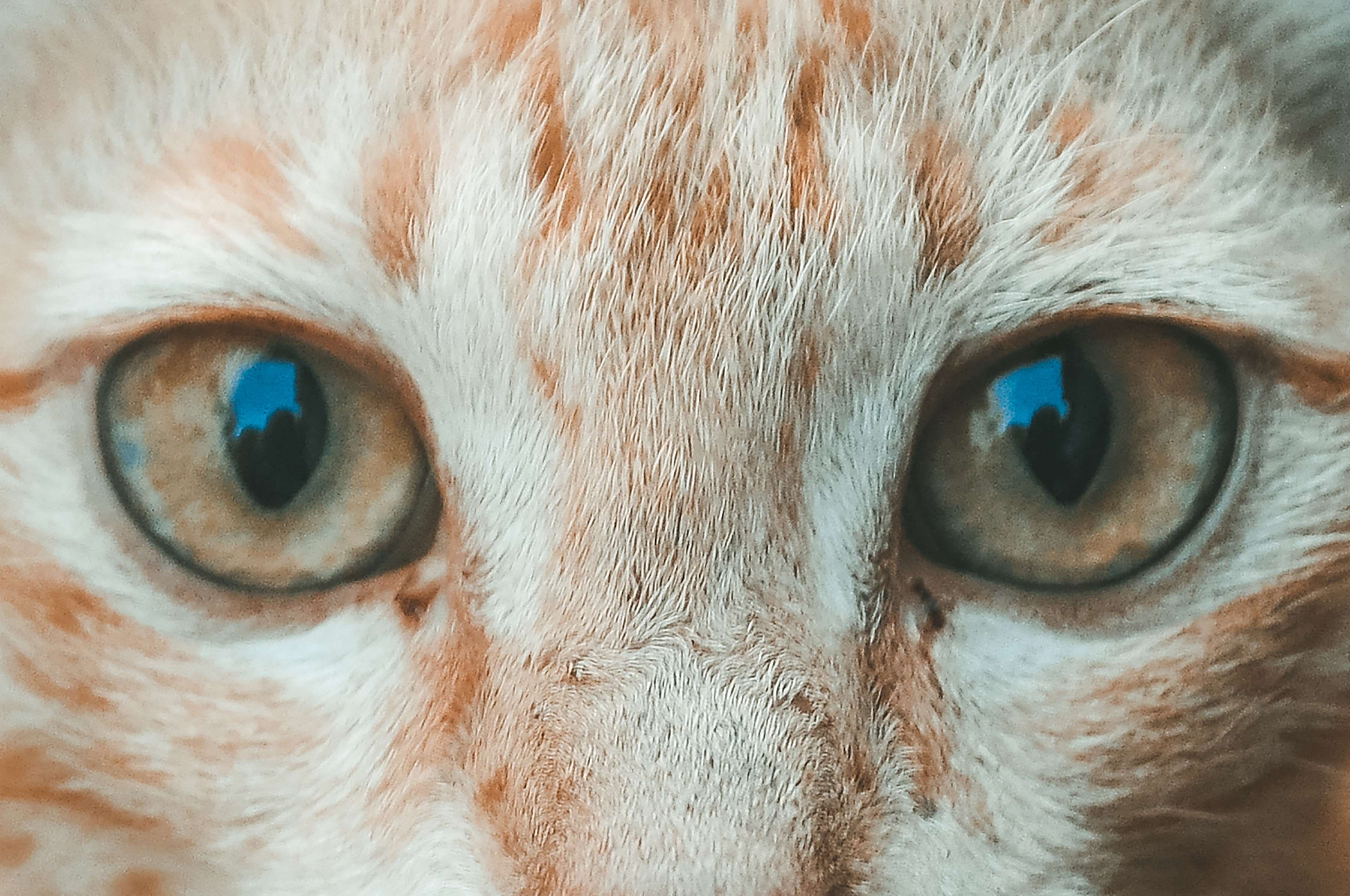animal themes, no people, mammal, tamil, nikon, cat, animal head, tamilnadu, kitten, indian, domestic, close-up, domestic animals, looking at camera, animal nose, HD Wallpaper