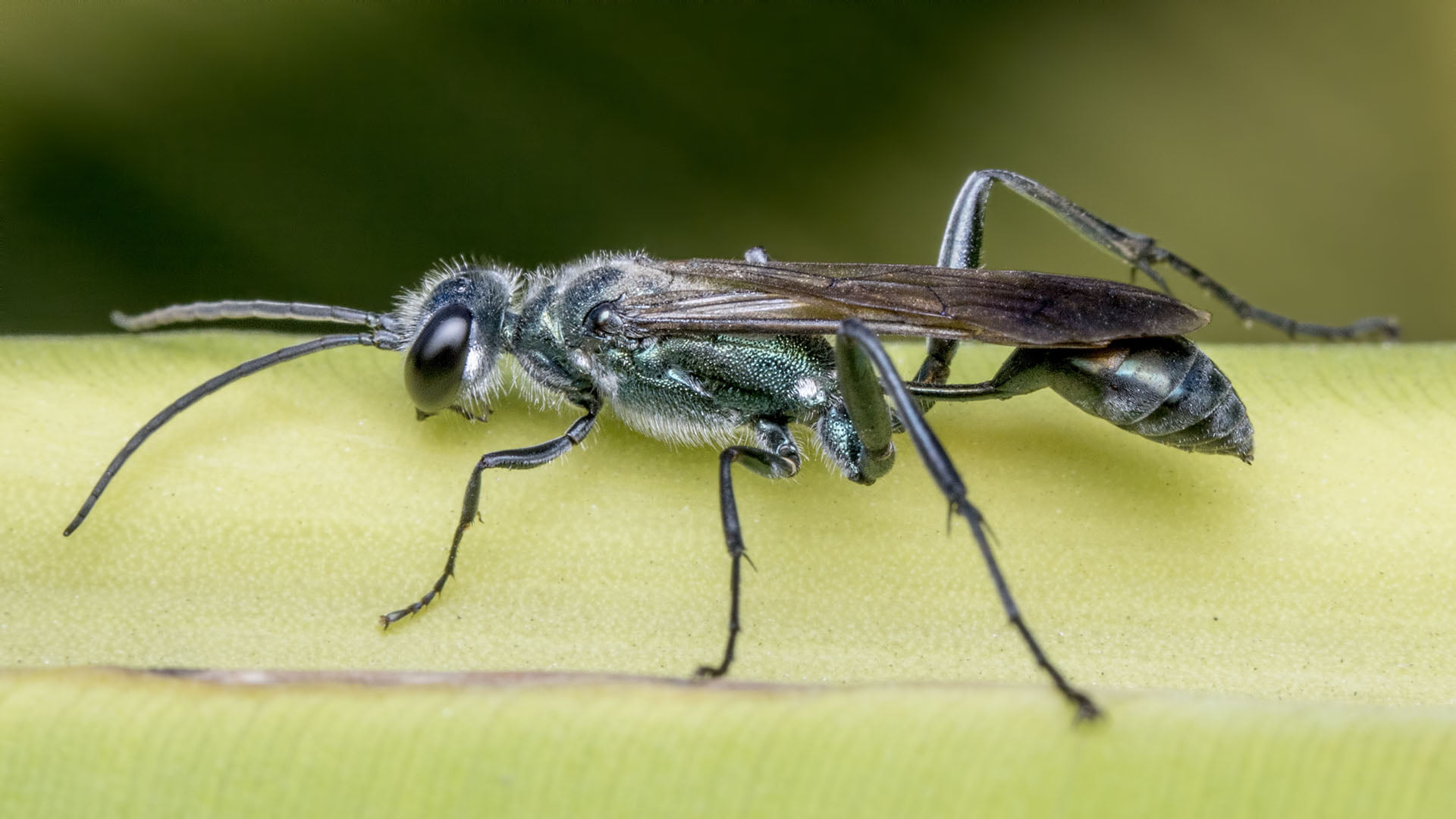 closeup photography, bee, green, insect, T.Nagar, Hexapoda, Hymenoptera, Animalia, Neoptera, photography, Arthropoda, Street, closeup, Pterygota, daytime, HD Wallpaper